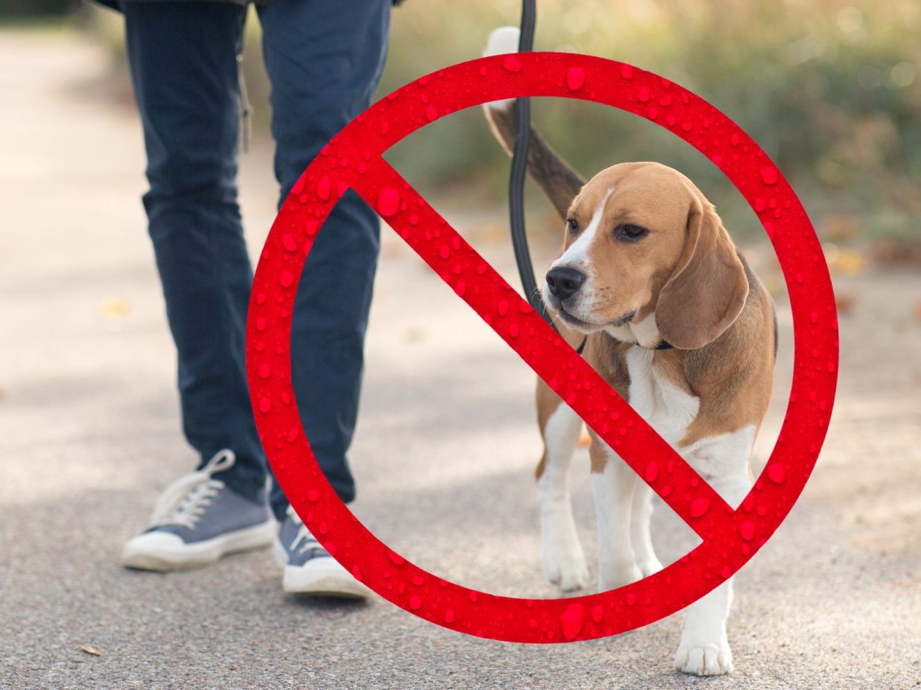 Das Gassigehen mit Hunden ist im Iran offiziell verboten.