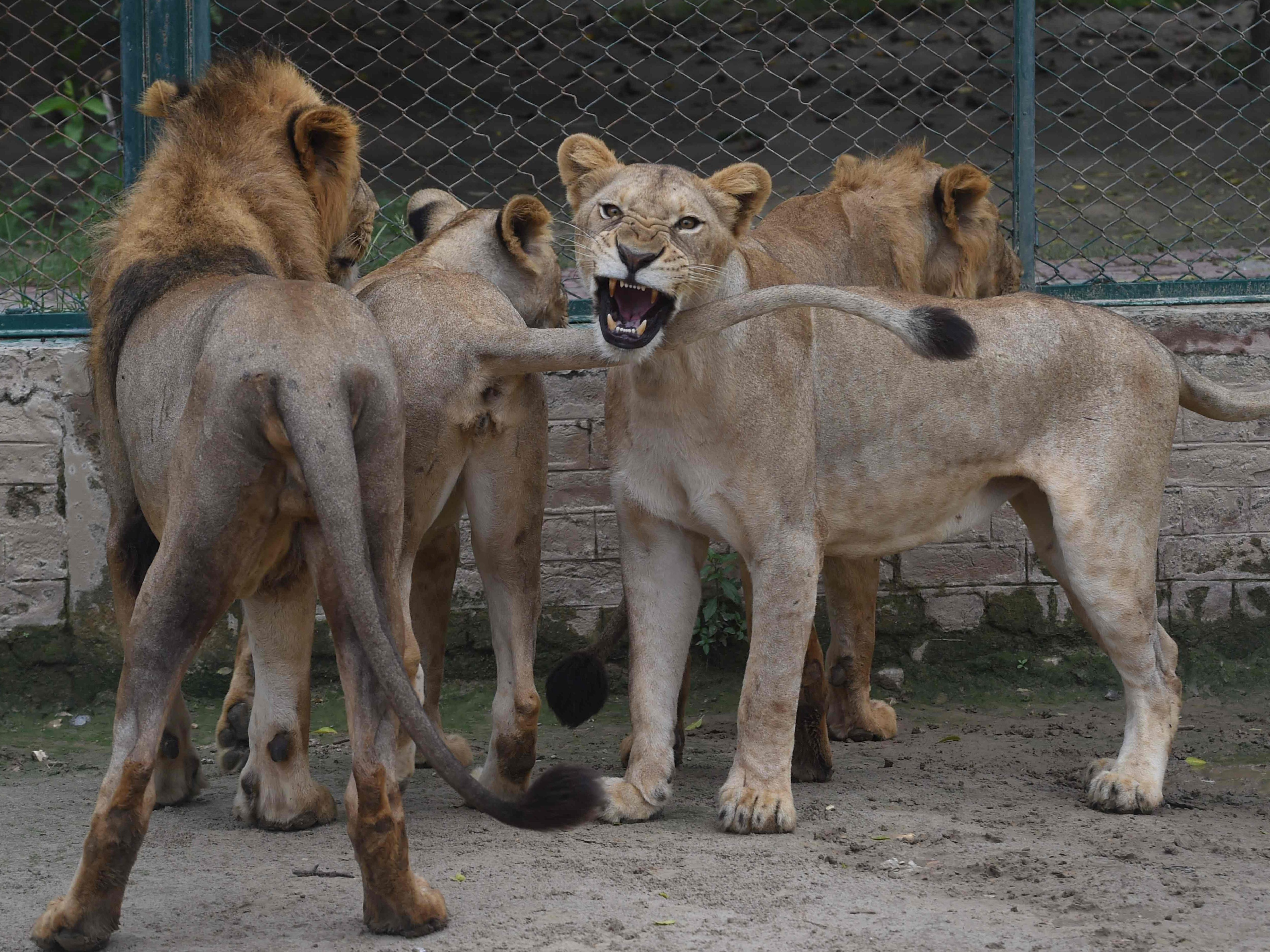 Der Zoo wollte 12 ihrer Löwen versteigern lassen.