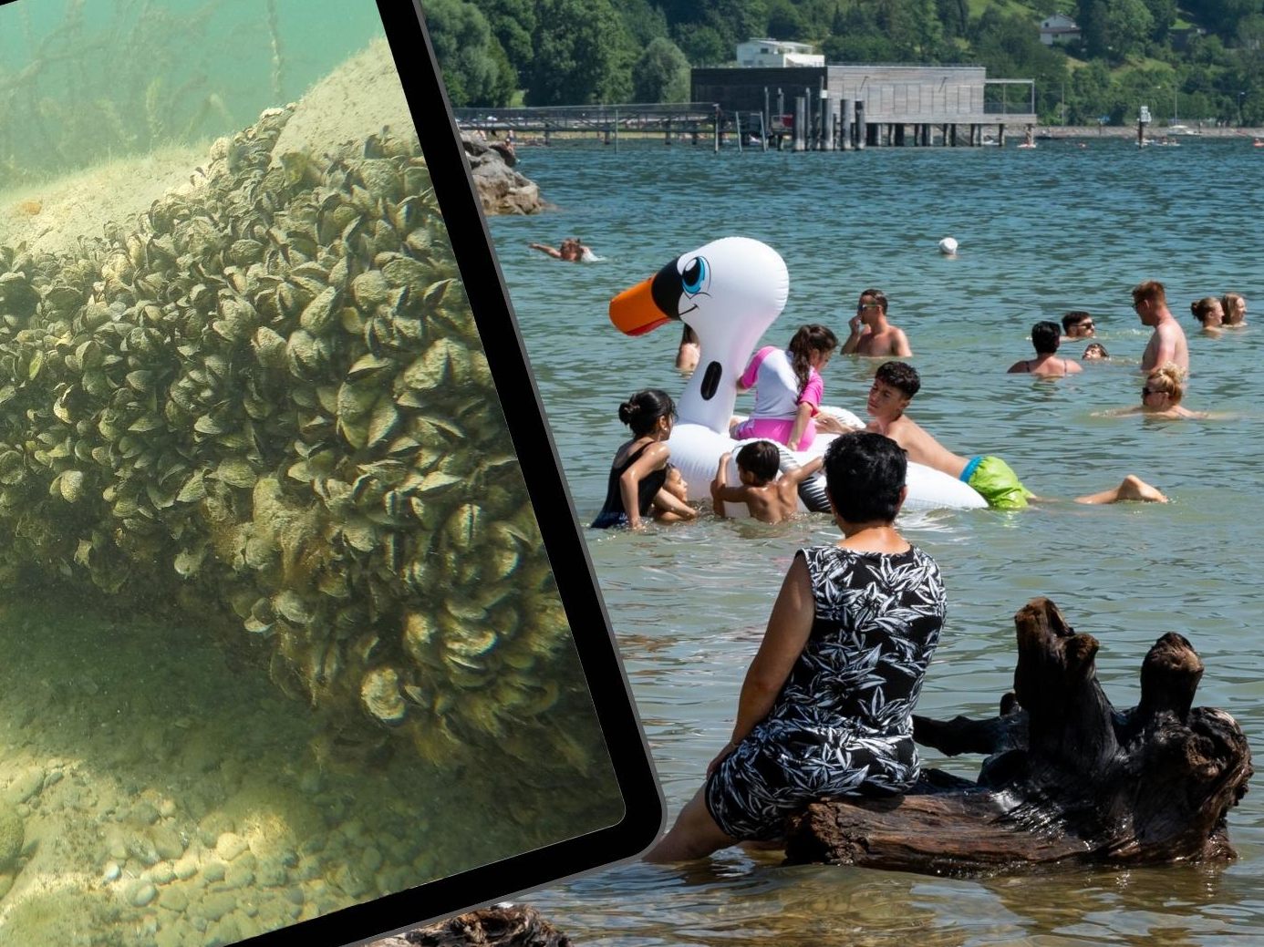 Die Quagga-Muscheln werden im Bodensee zunehmen auch zum Problem für Badende.