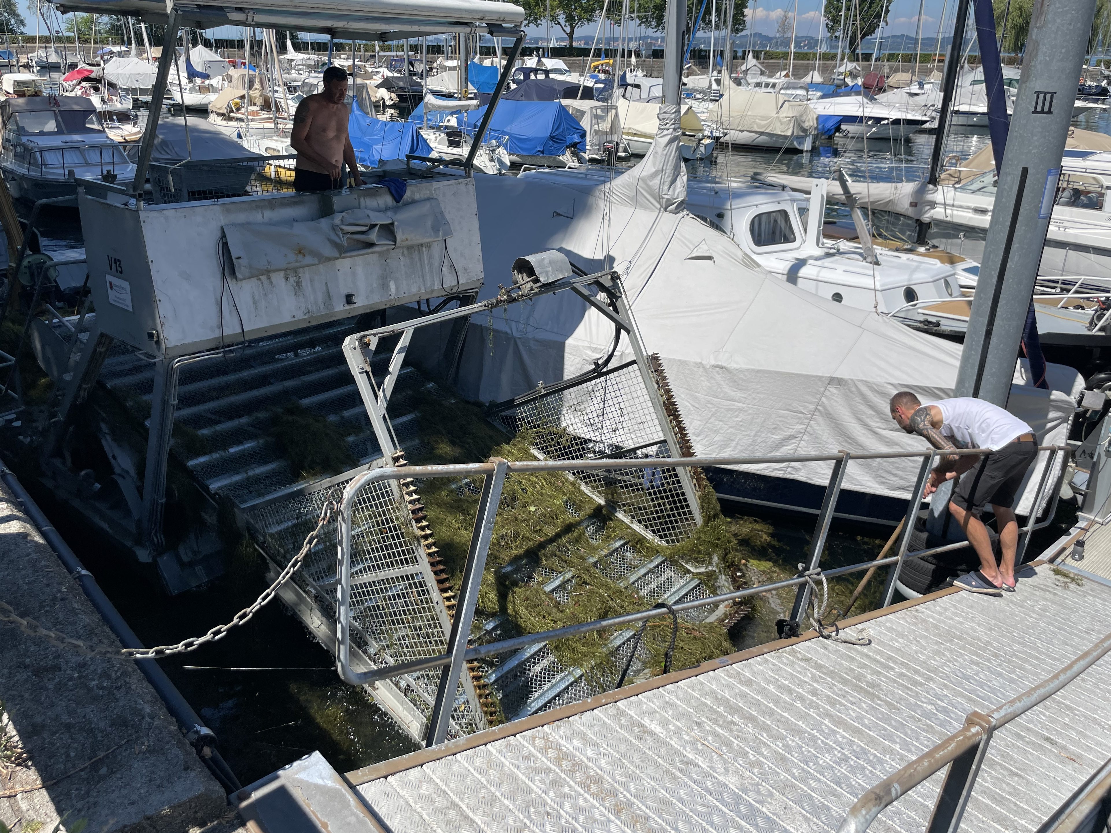 Die "Seekuh" im Mäh-Einsatz im Sporthafen Bregenz.