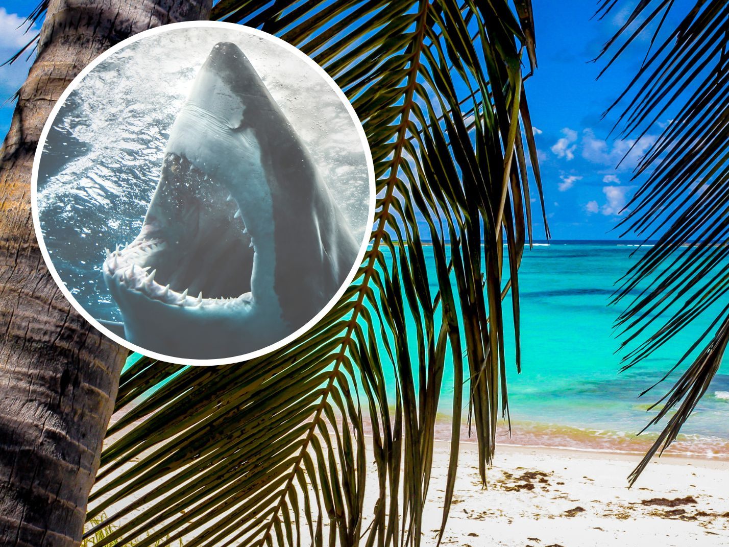 Eine Frau wurde auf den Bahamas von einem Hai angegriffen und getötet.