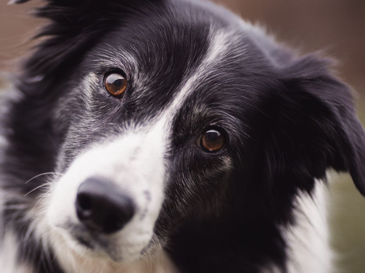 Die 48-Jährige soll den Border-Collie-Rüden ihres Lebensgefährten gefesselt und in einem Brunnen ertränkt haben.