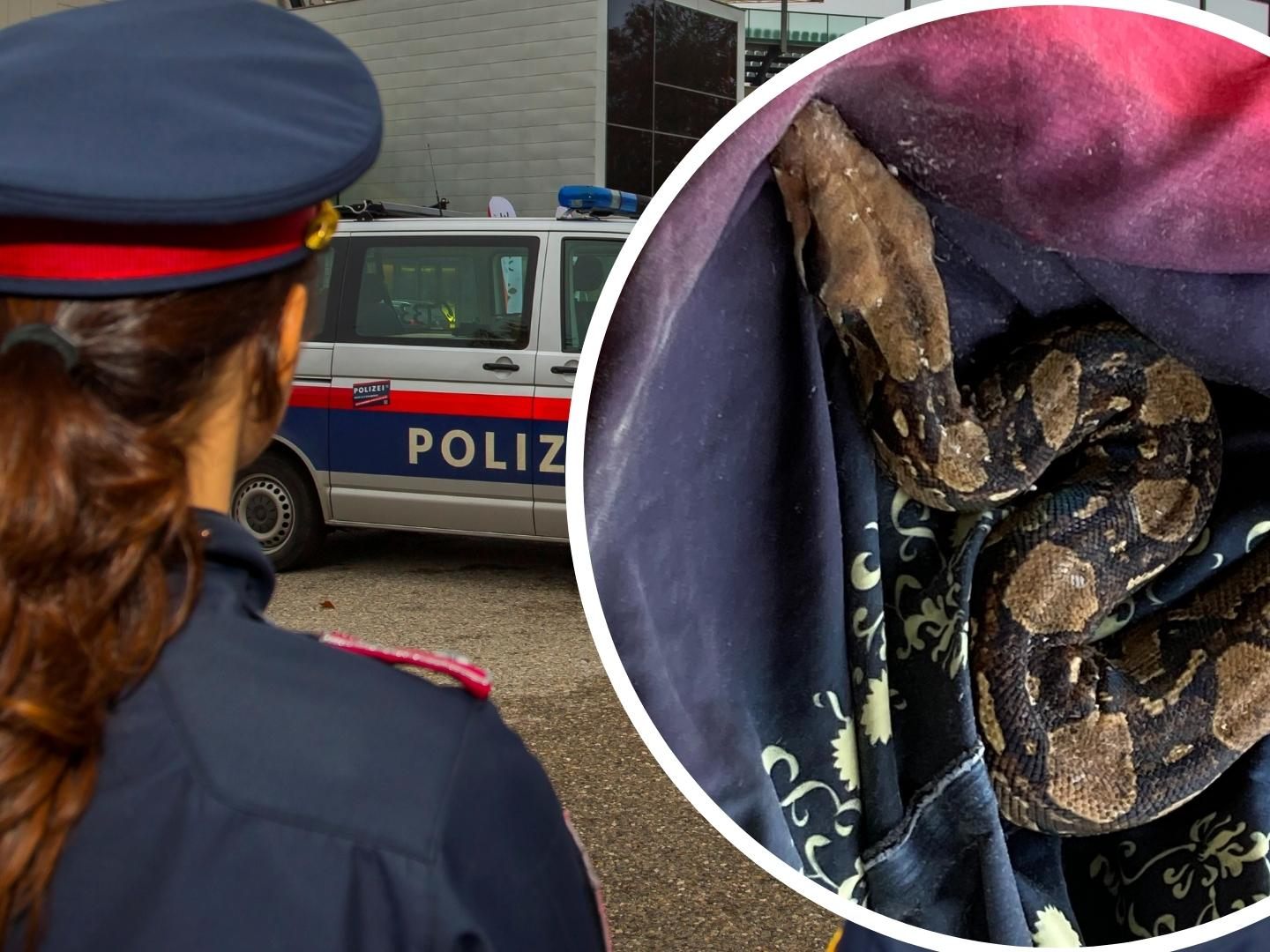 Fund einer Netzpython am Böschistobel in Nenzing - Das Bild zeigt das ausgesetzte Tier.