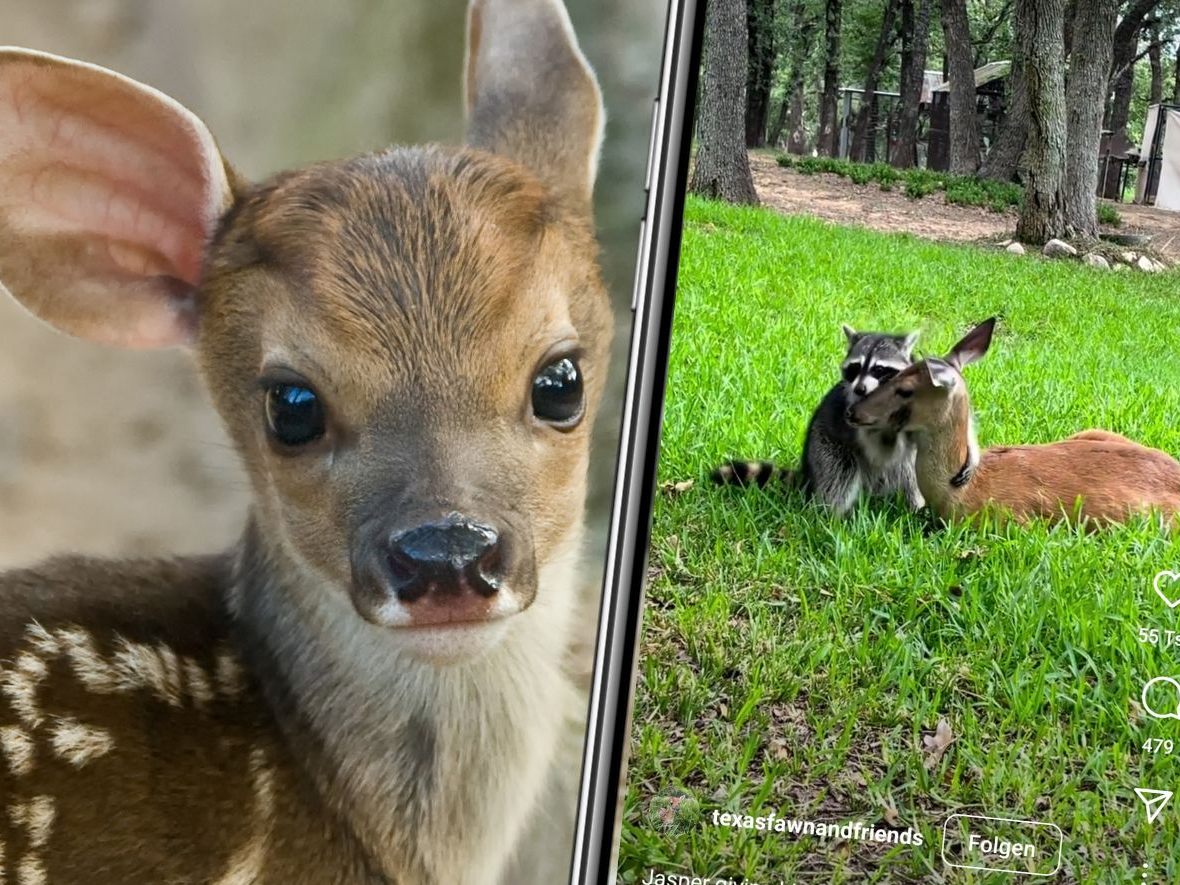 Waschbär Jasper und Reh Hope sind beste Freunde.