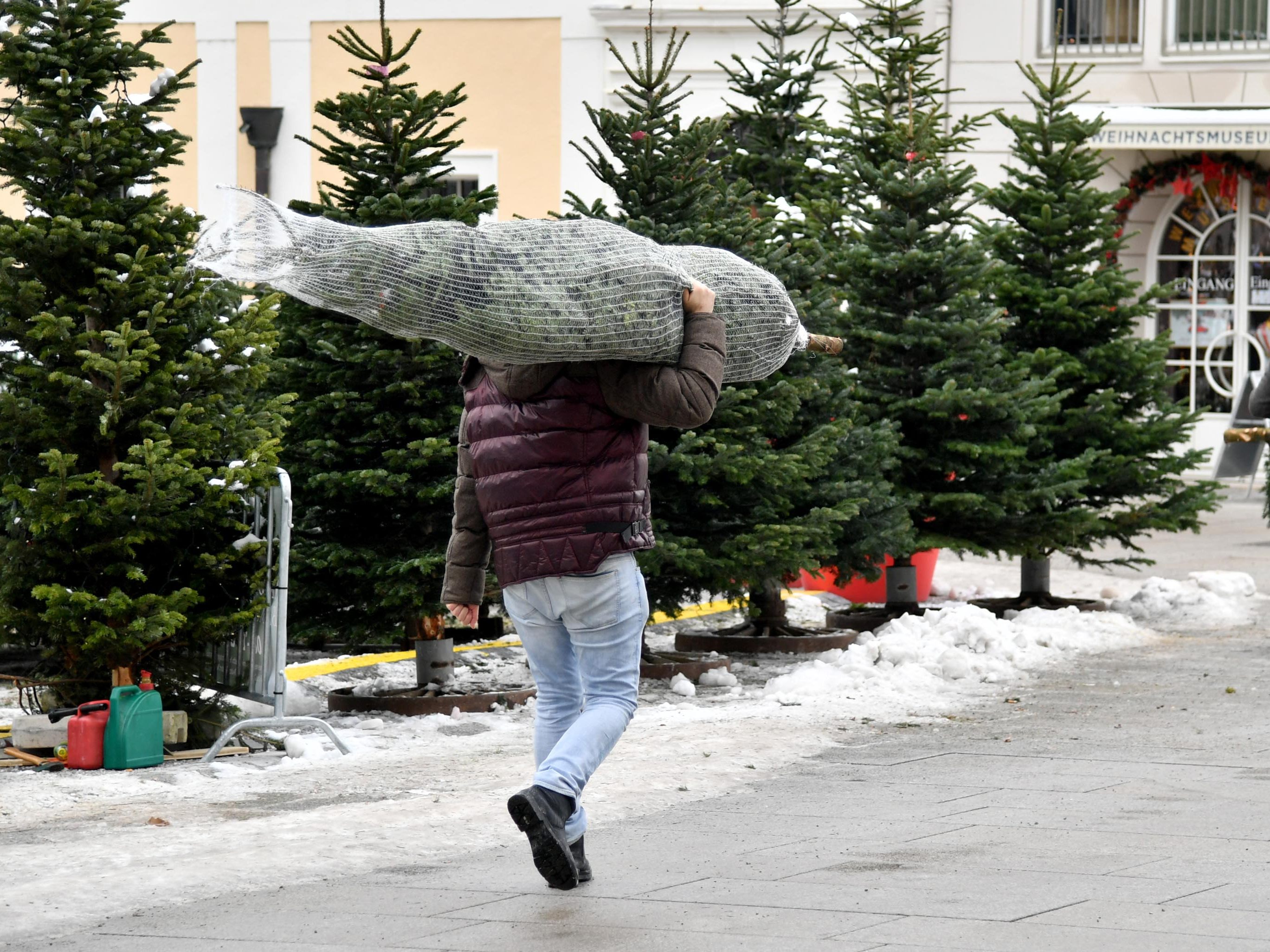 Christbäume aus Österreich sind ein wertvoller Beitrag zum Klimaschutz.