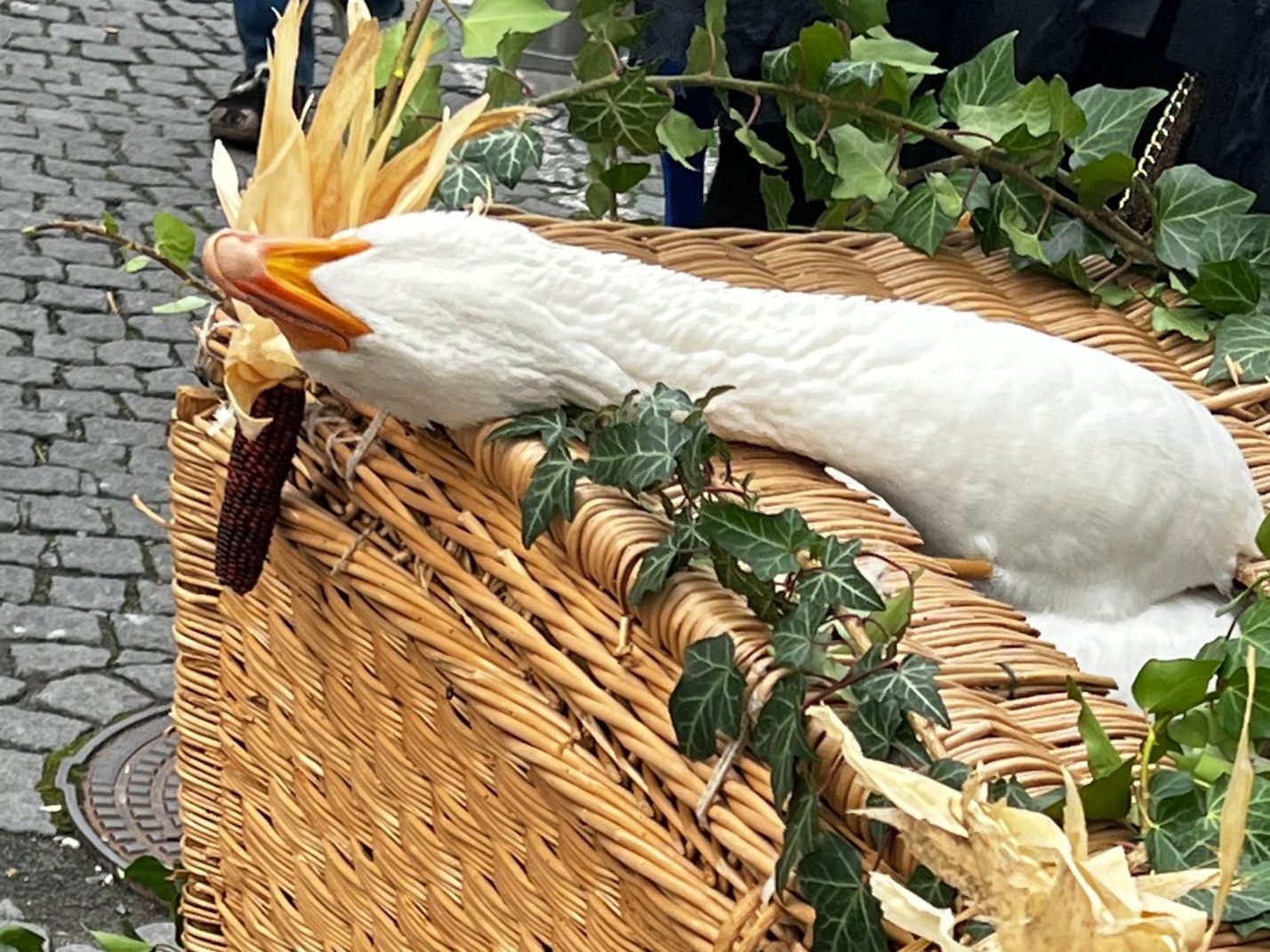 Sichtlich unglücklich: Ganter Eduard.