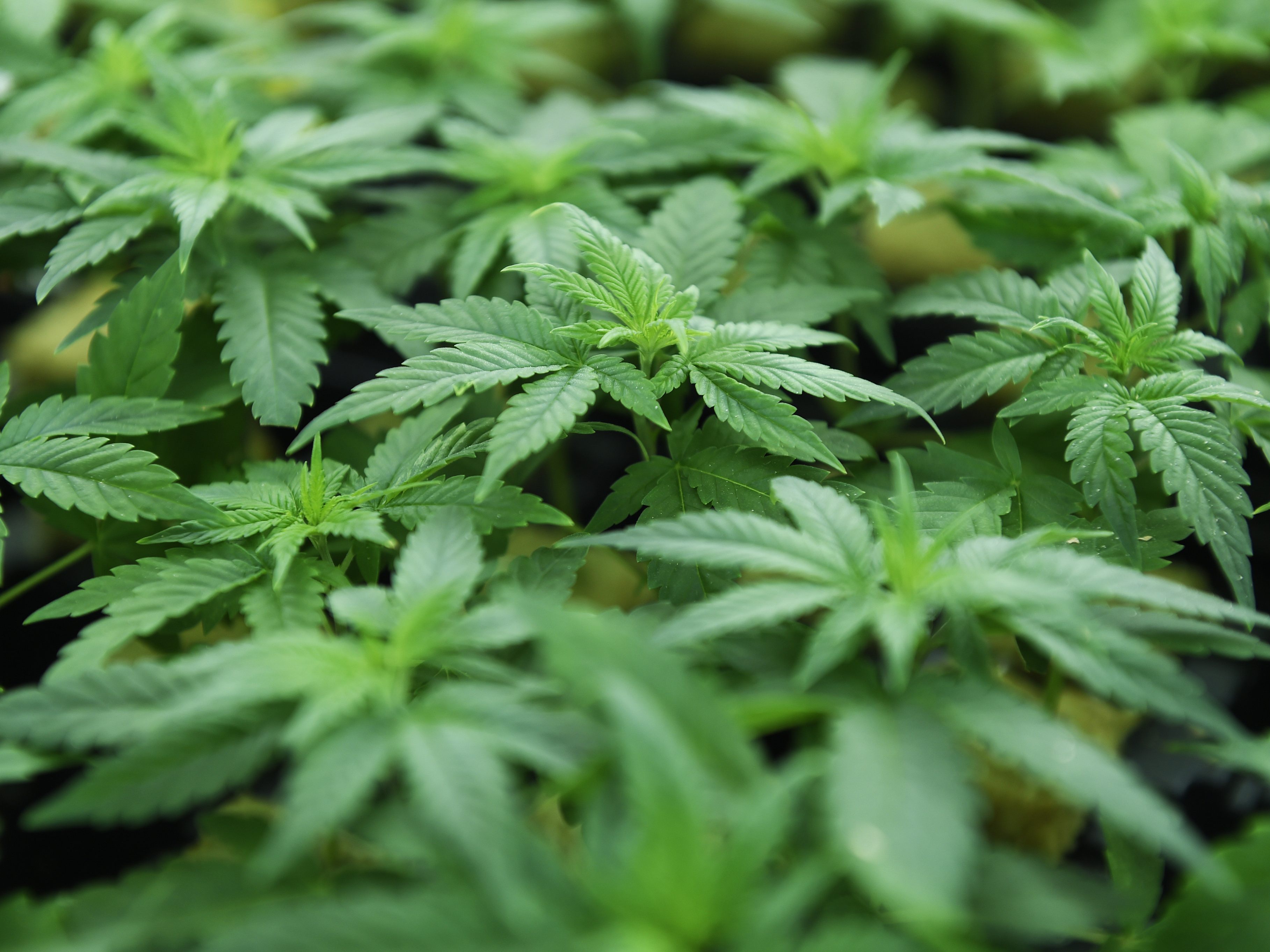 Die Polizei fand kübelweise Cannabis in zwei Welser Wohnungen.