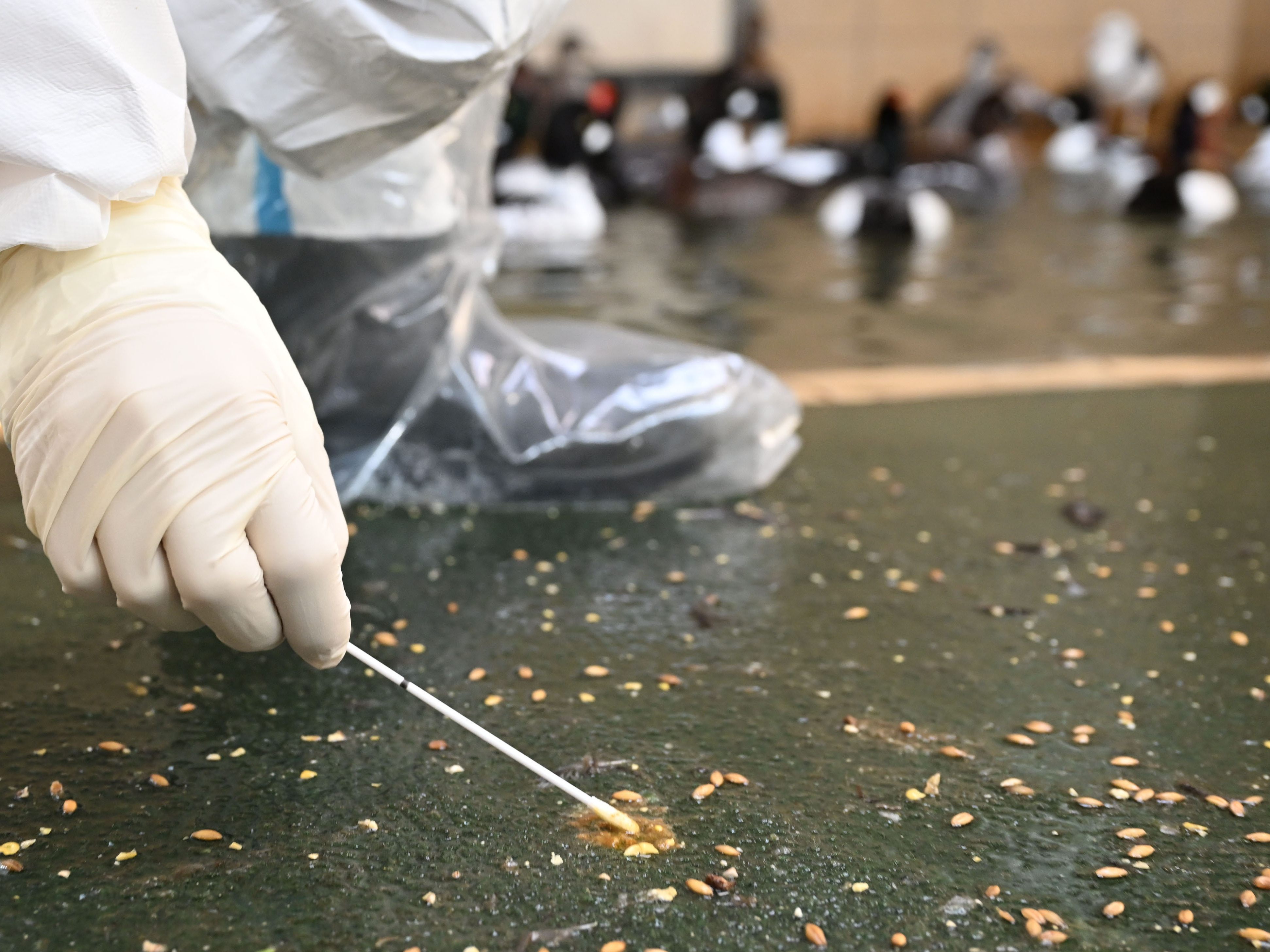 Die Vogelgrippe könnte sich möglicherweise auch in Österreich wieder ausbreiten.