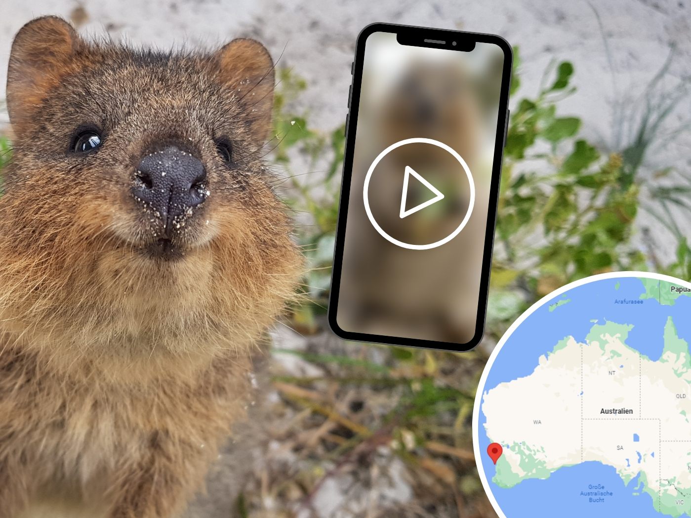 Das Quokka gilt als das fröhlichste Tier der Welt.