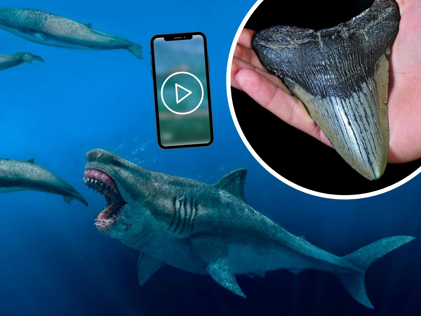 Der Megalodon ist eine ausgestorbene Haiart. (Symbolbild)