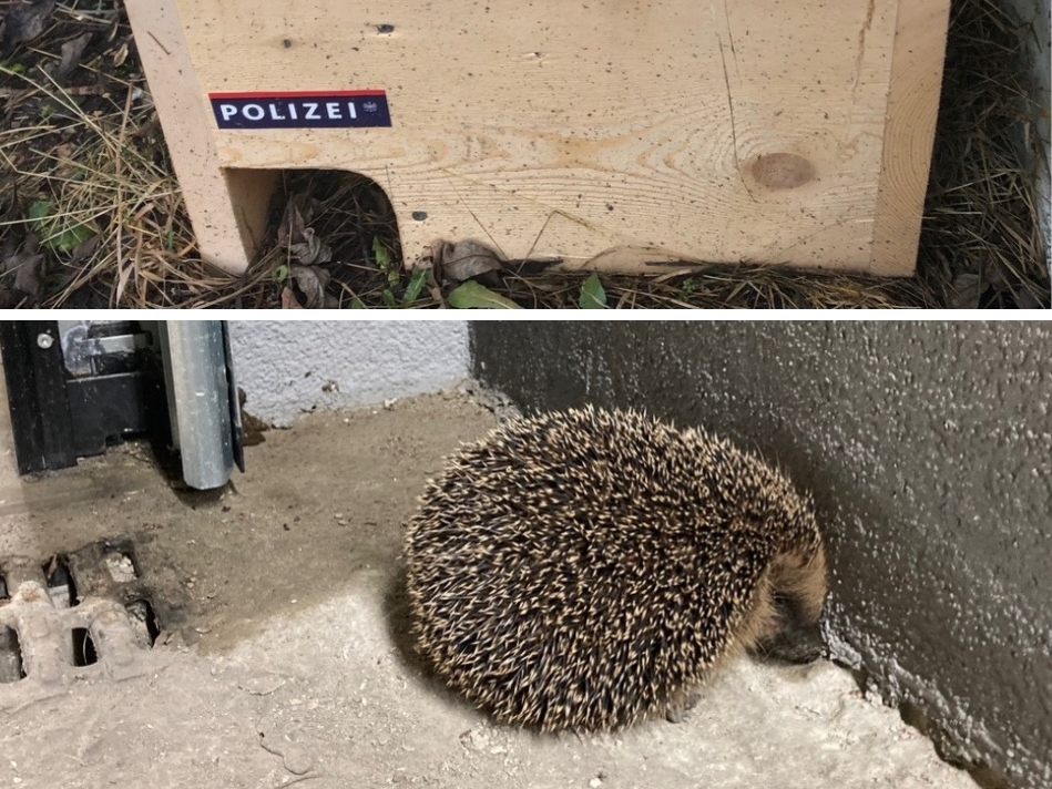Die Beamten retteten einen Igel und gaben ihm ein neues Zuhause.