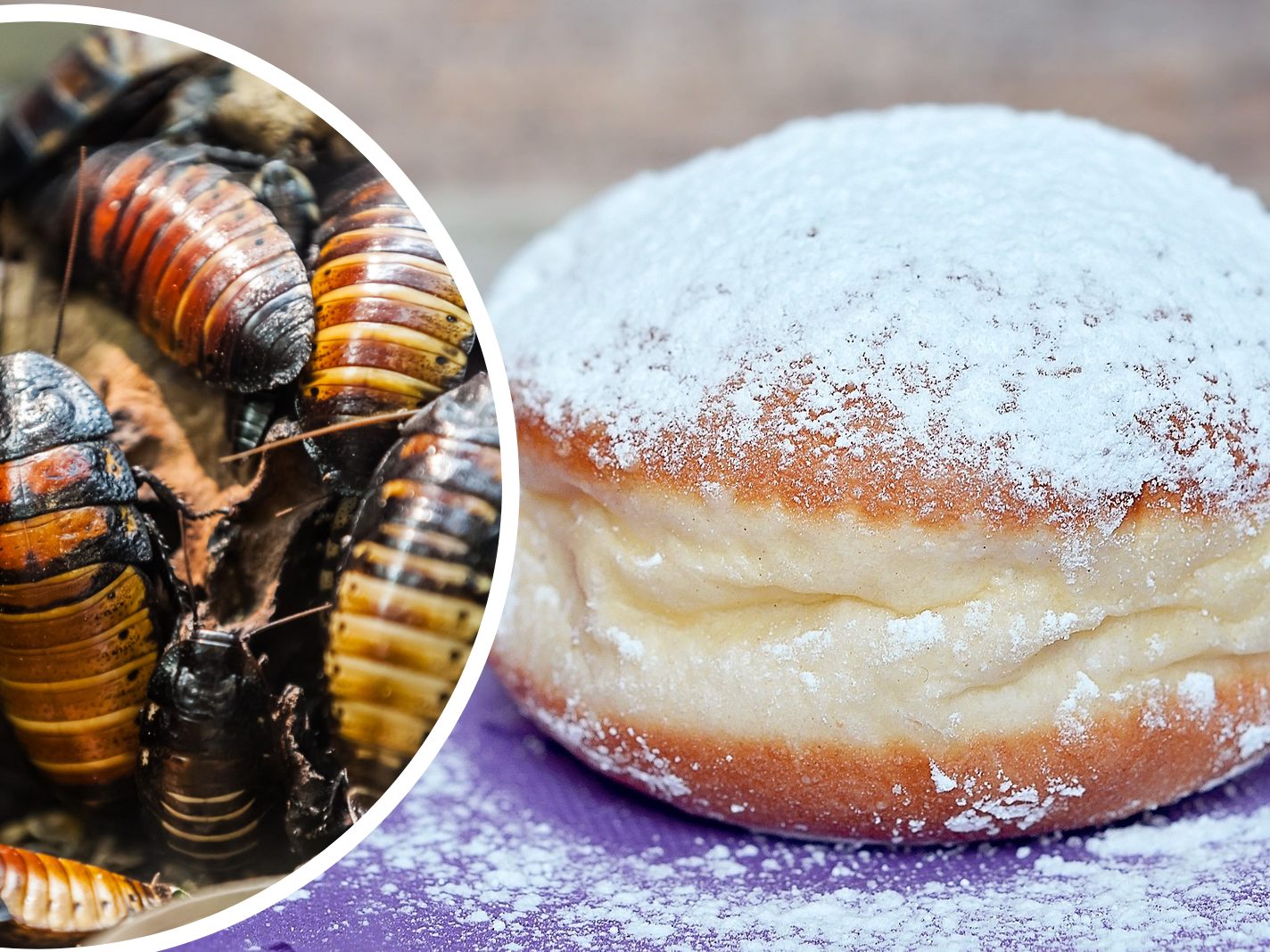 Ein Biss in einen Insekten-Krapfen ist sehr unwahrscheinlich.