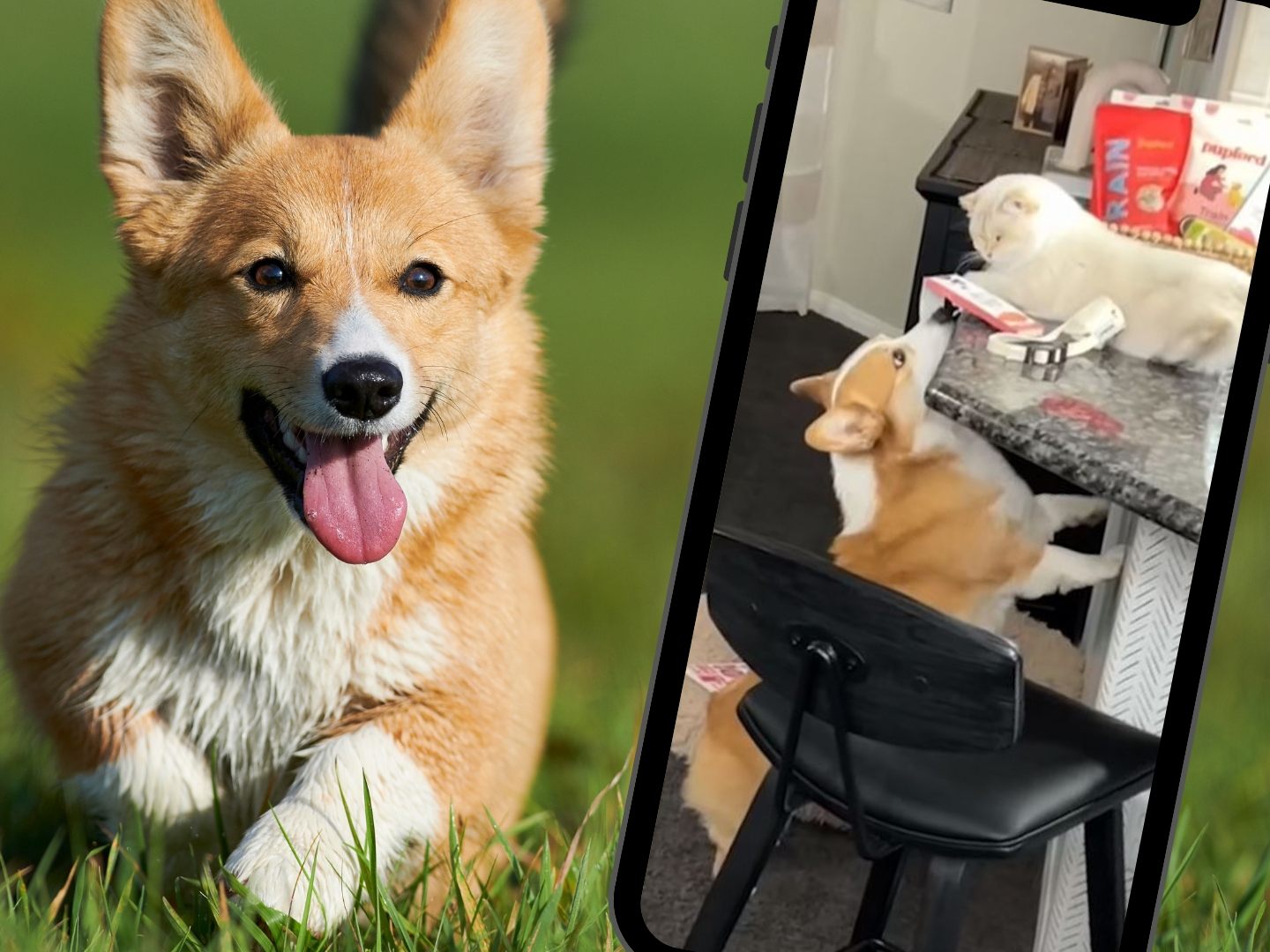 Corgi "Hammy" und Kater "Theodore" auf Beutezug.