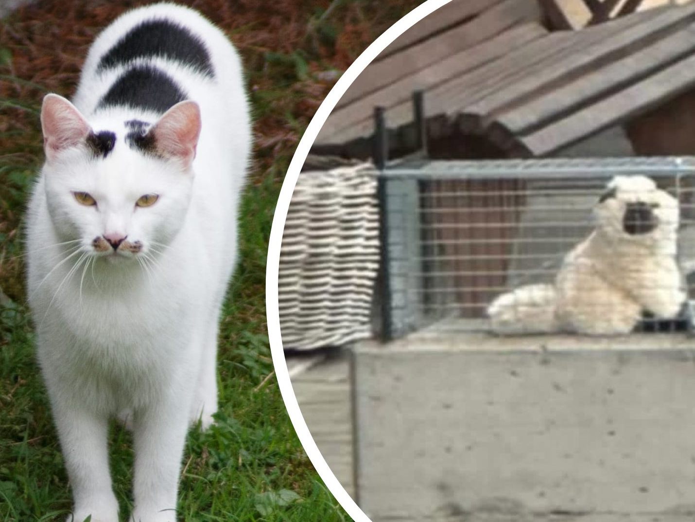 Kater Luke wird noch gesucht. In einer der Fallen wurde ein Stofftier platziert.