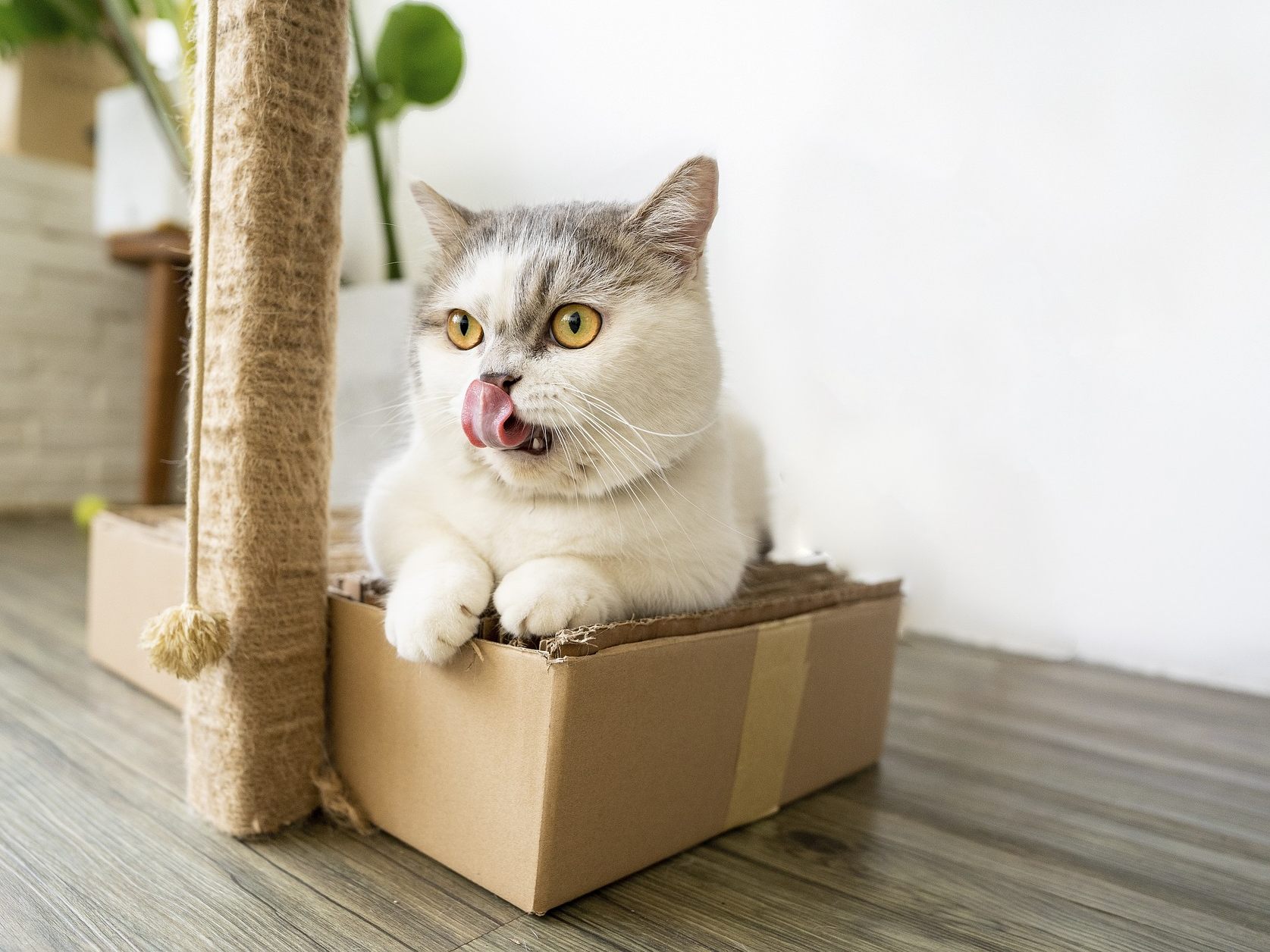 Warum lieben Katzen Kartons so sehr?