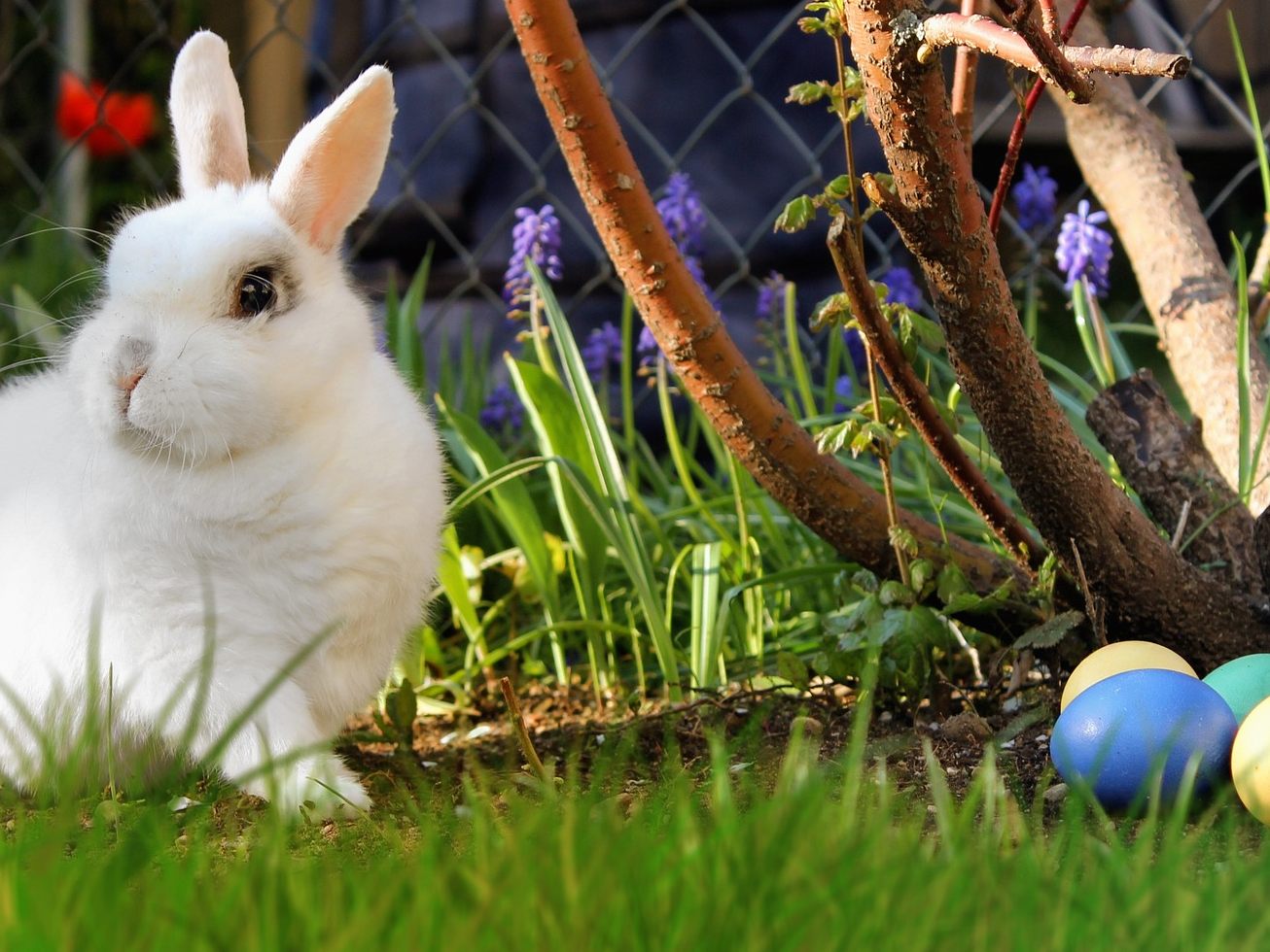 Das Brauchtum der Ostereier und des Osterhasens sind heidnischen Ursprungs.