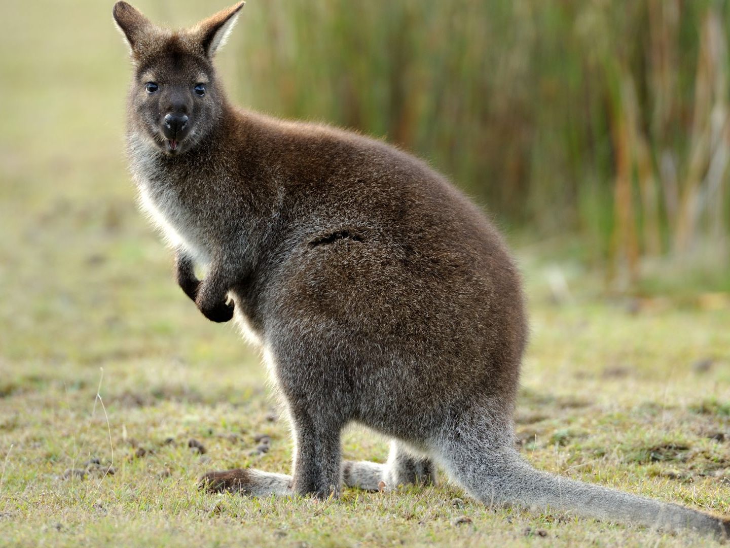 Das Wallaby "Captain" ist ein Wiederholungstäter.