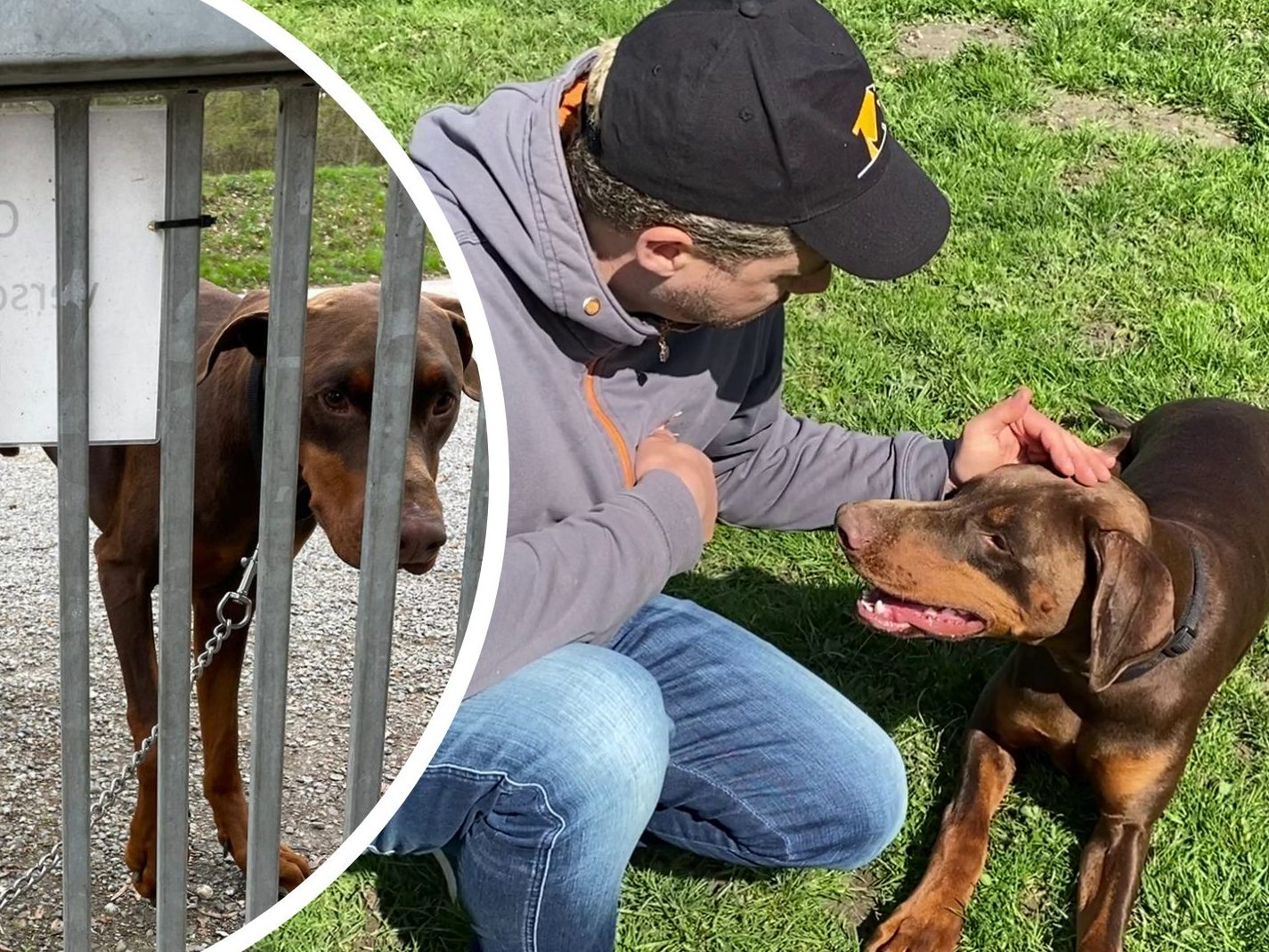 Ein Hund wurde direkt beim Tierschutzheim ausgesetzt.