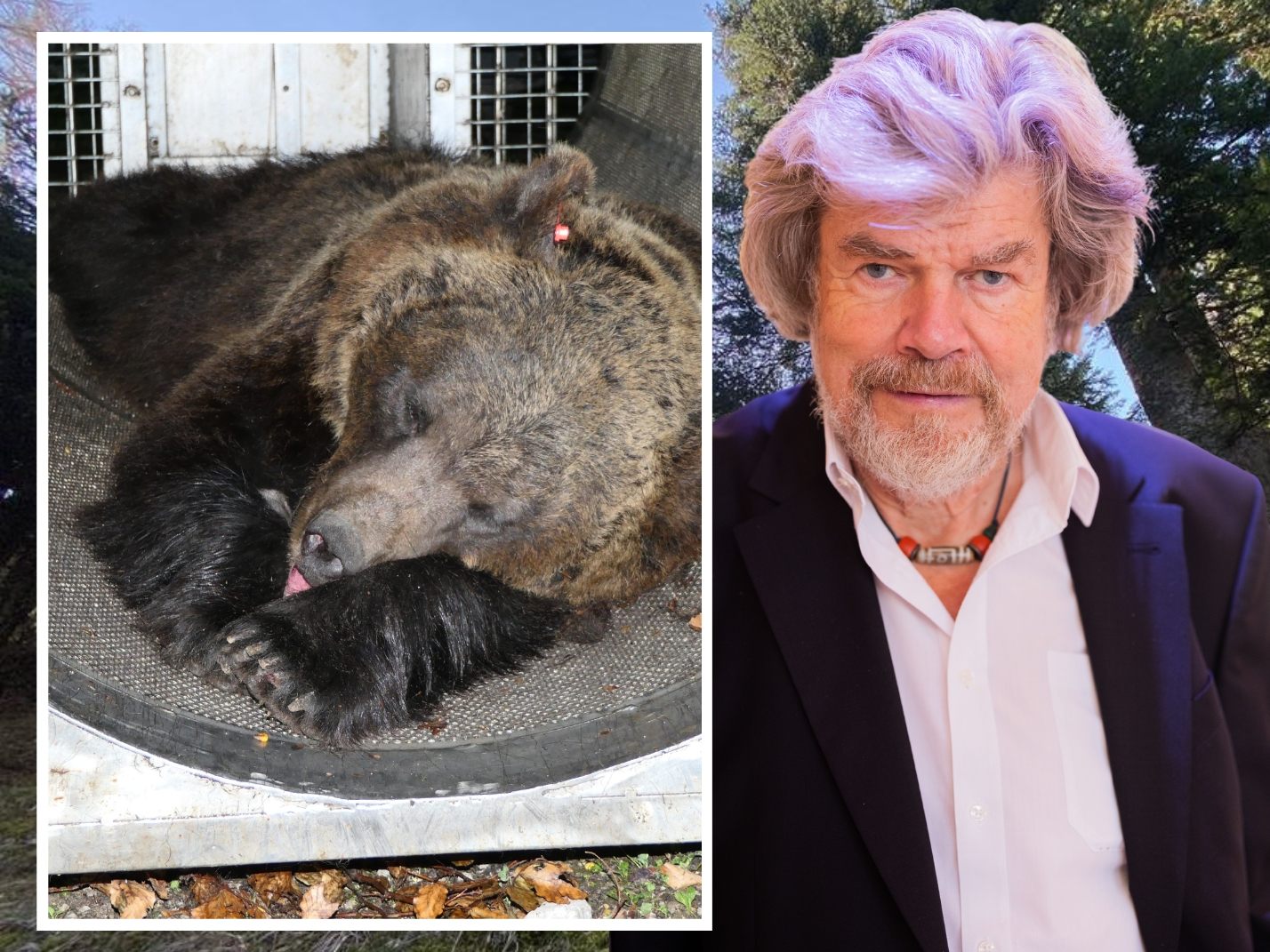Extrembergsteiger und Autor Reinhold Messner sagte nun in einem Interview der italienischen Zeitung "La Stampa", das Töten von Bären in der Region solle kein Tabu sein.