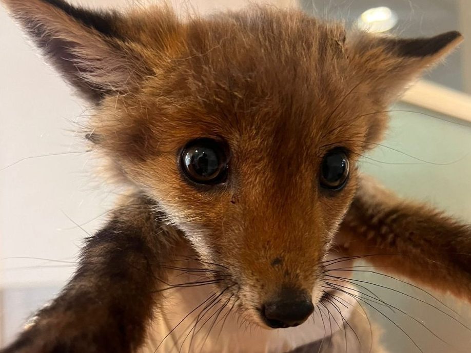 Dieses Fuchsbaby fand Zuflucht in einem Pensionistenheim.