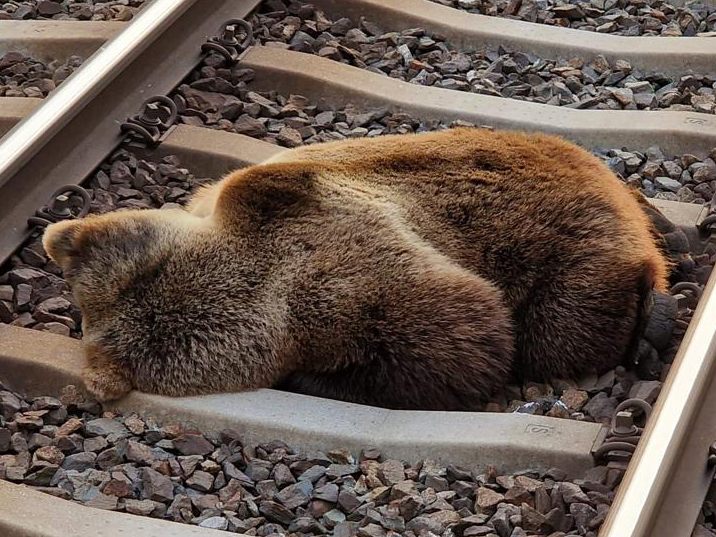Lokführer meldete den Zusammenstoß mit dem Bären in der Nähe des Bahnhofs Schwarzach-St. Veit.