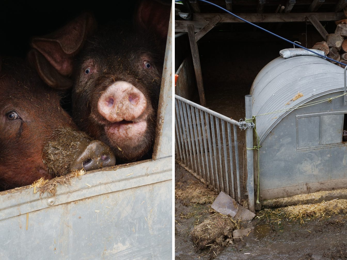 Fotos von den Zuständen in denen die Schweine leben.