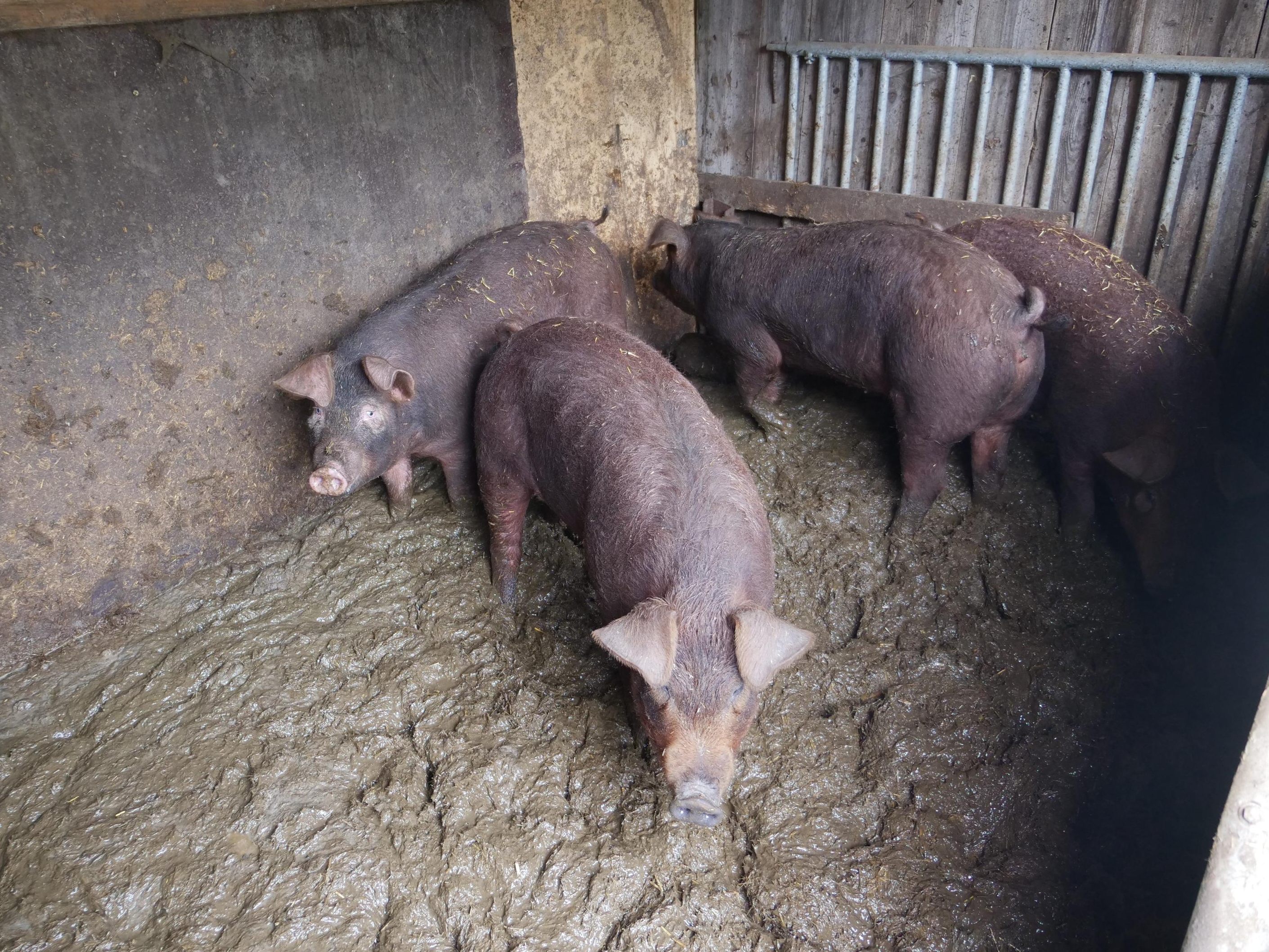 Die Schweine müssen in ihrem eigenen Kot leben.