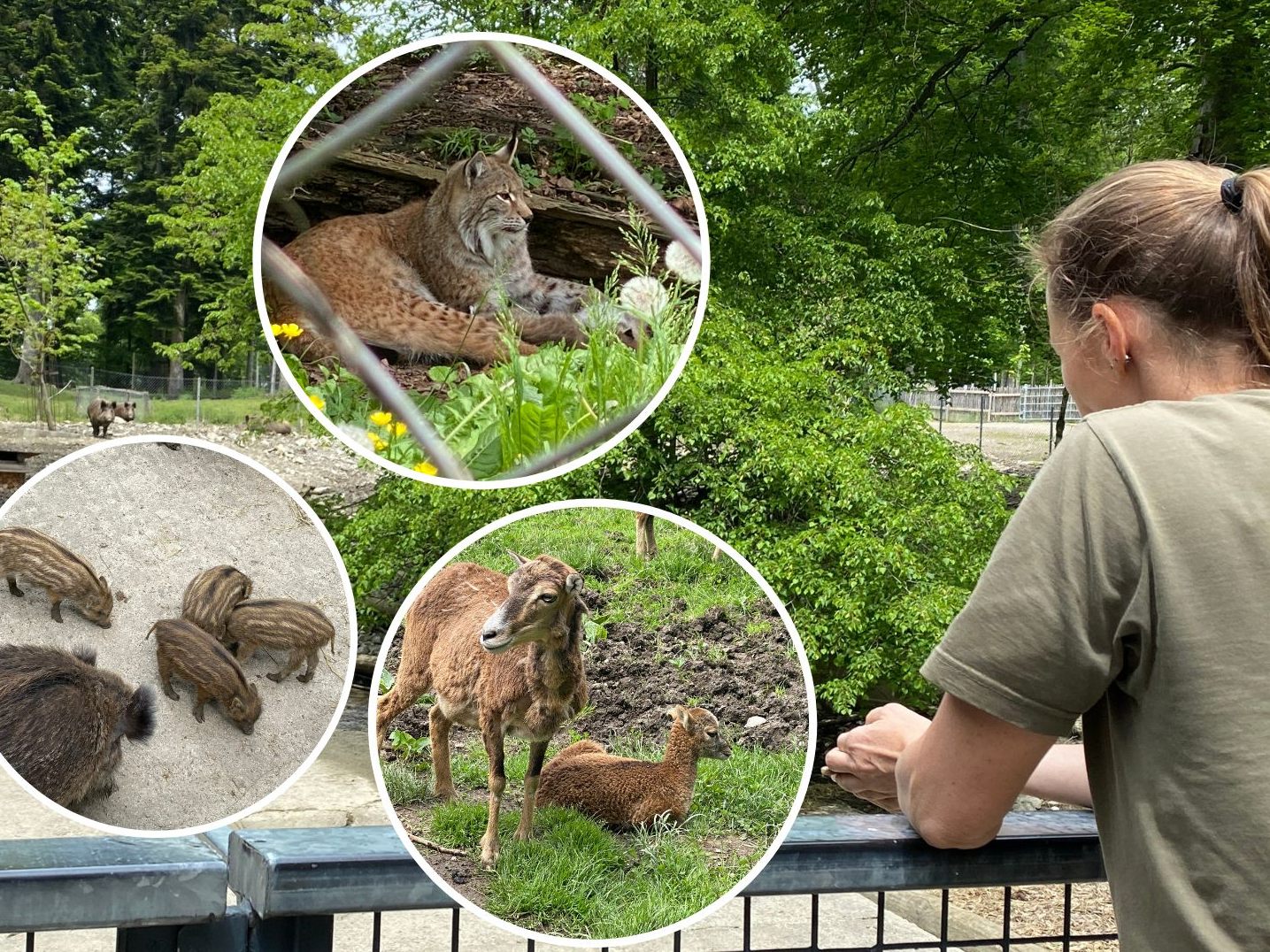 Es gibt flauschigen Nachwuchs im Wildpark Feldkirch.
