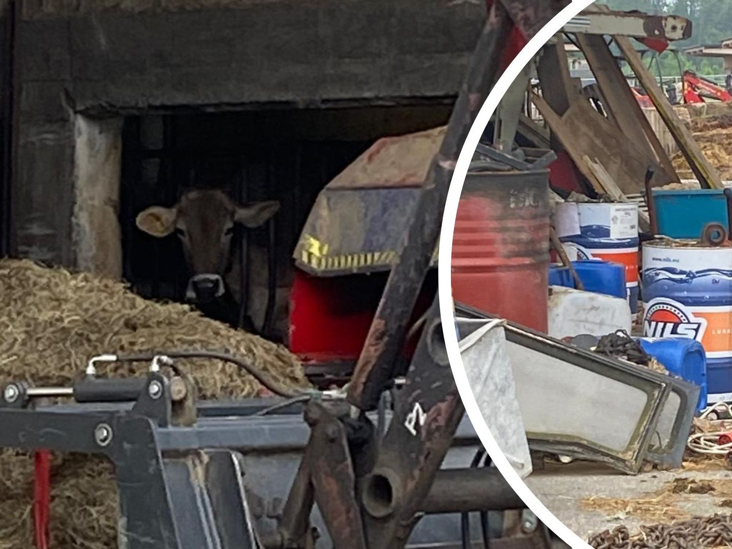 Der Tierschutzverein Rankweil schlägt Alarm, was einen Betrieb im Oberland angeht.