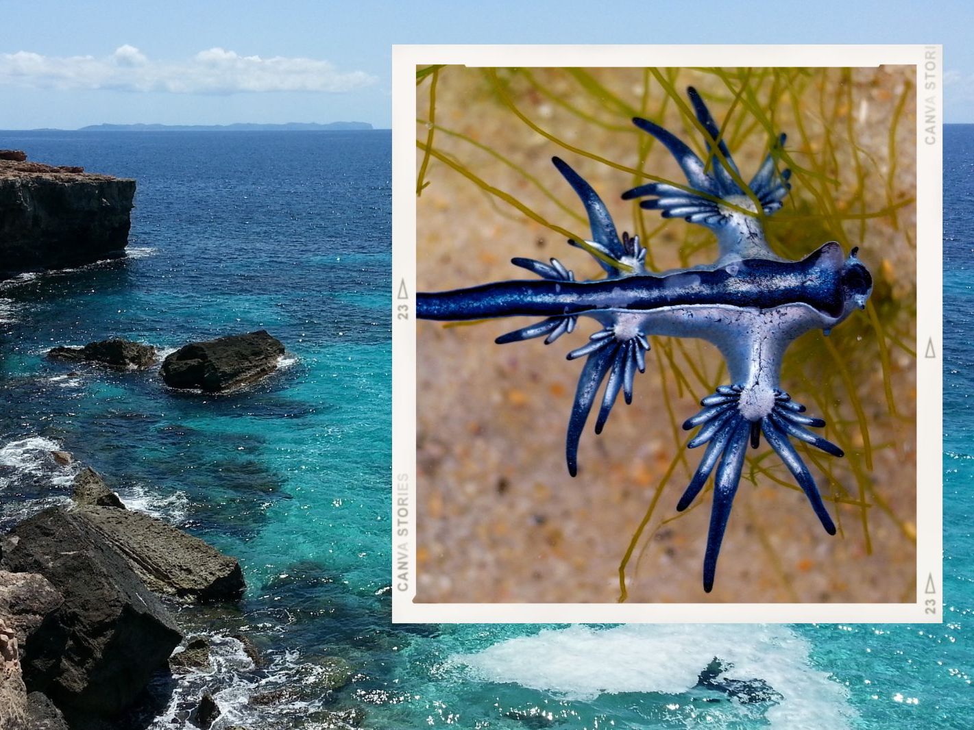 Giftiger "Blauer Drache" macht beliebtes Urlaubsland unicher.