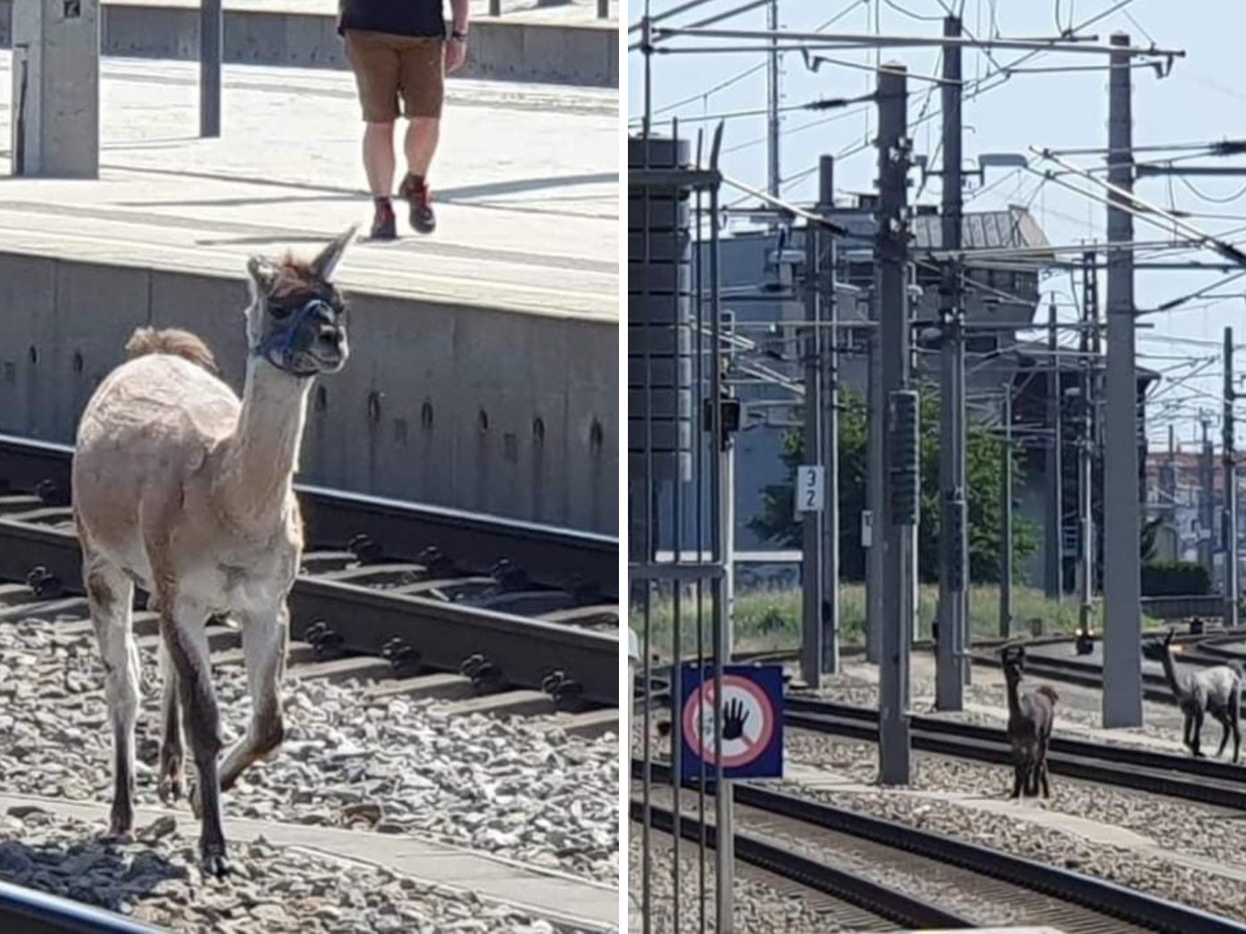 Lamas sorgten in Wien für ein Zug-Chaos.