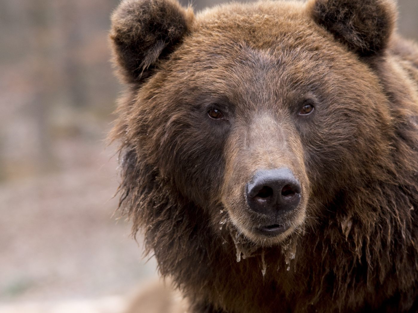 Im Bezirk Baden wurde angeblich ein Braunbär gesichtet.