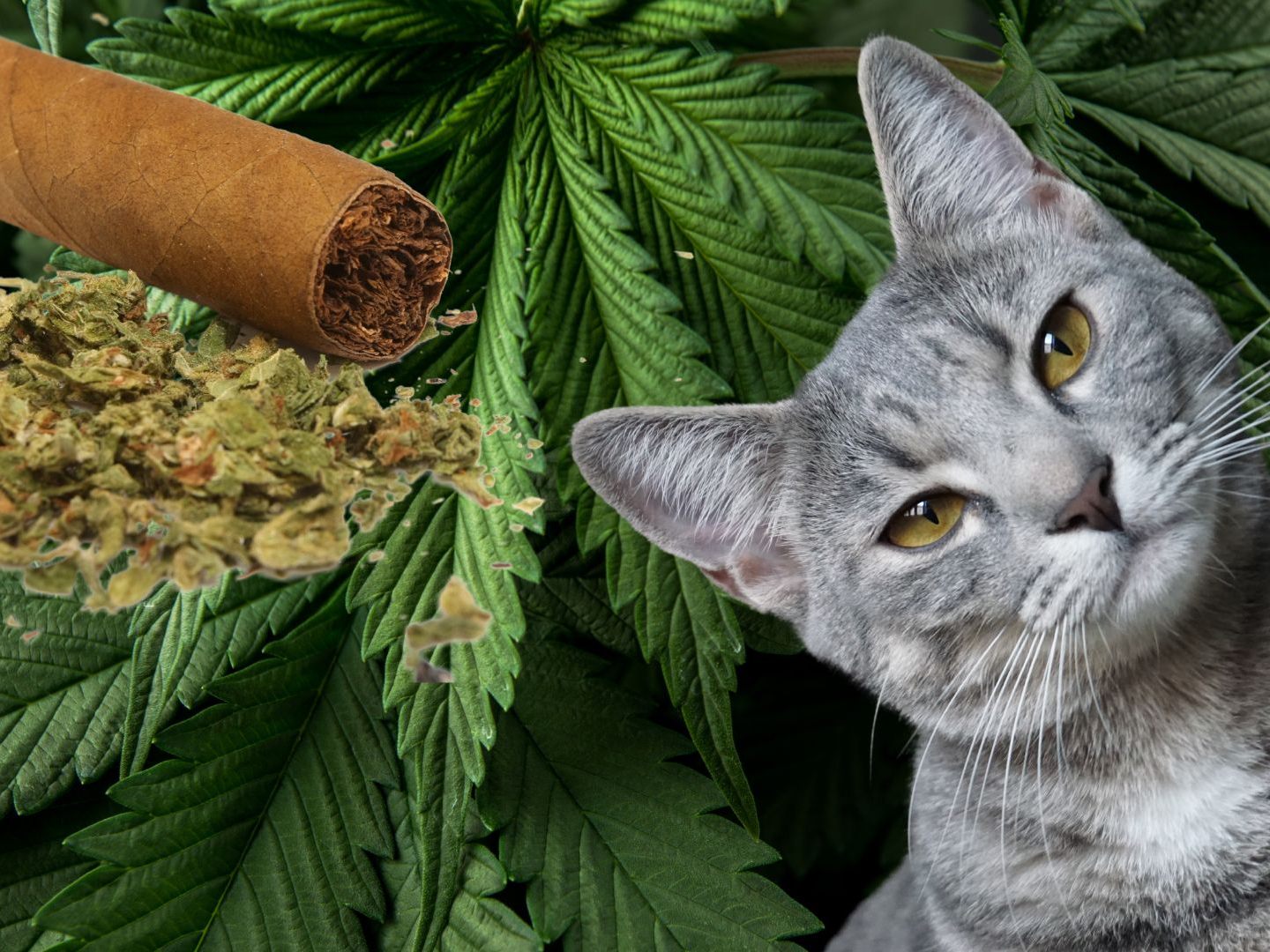 Vorsicht beim Konsum von Marihuana, wenn ihr Haustiere habt.