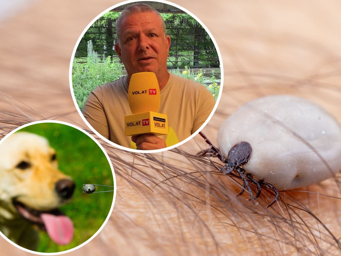 Wie infektiös sind die Zecken im Ländle derzeit?