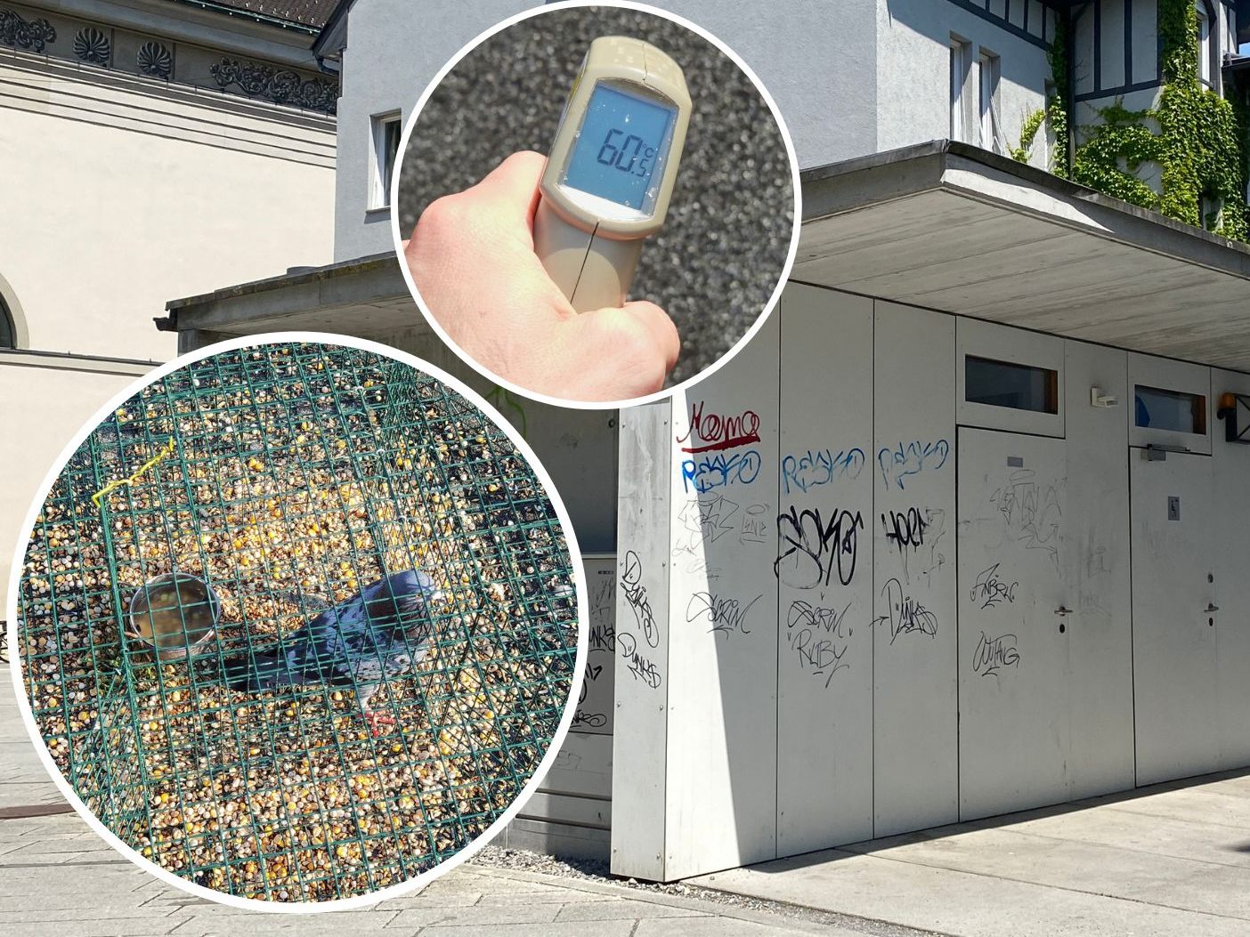 Der Tierschutzverein Rankweil ortet einen Fall von Tierquälerei in Dornbirn.