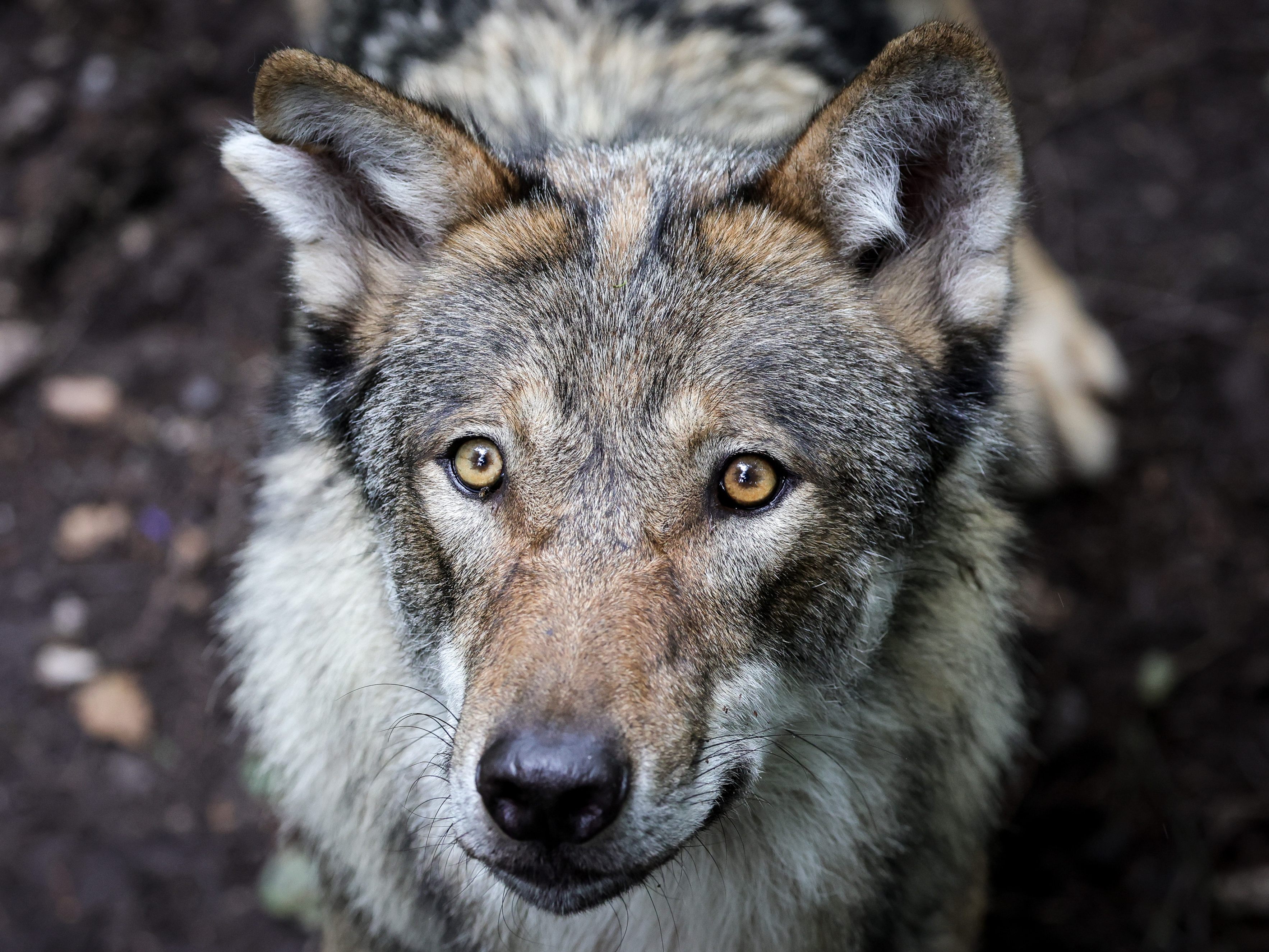Wegen des Abschusses eines Wolfes in Österreich gab es Diskussionen über eine Reform der Fauna-Flora-Habitat-Richtlinie der EU.