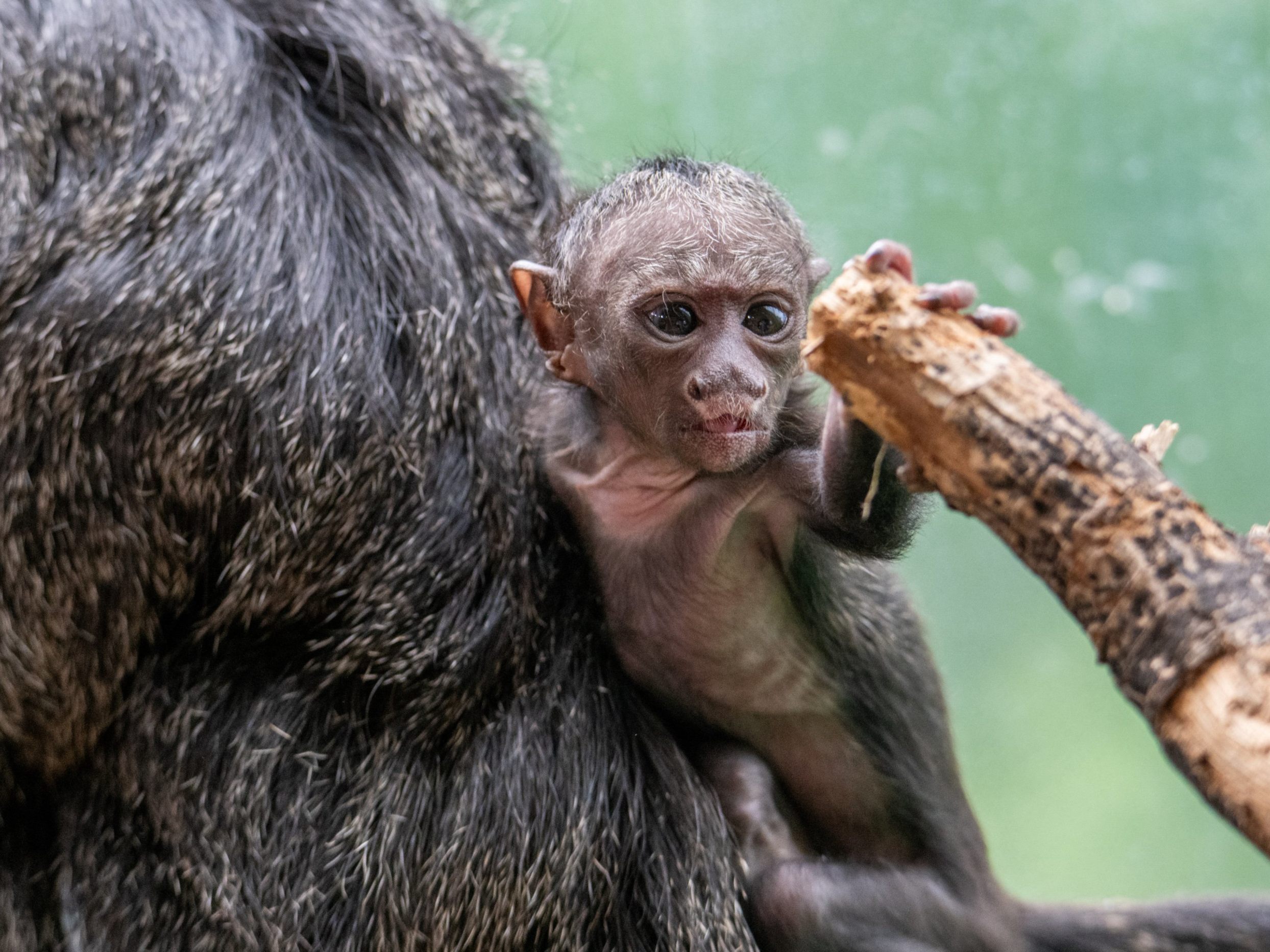 Der im Mai geborenen Babyaffe im Haus des Meeres heißt Quentin