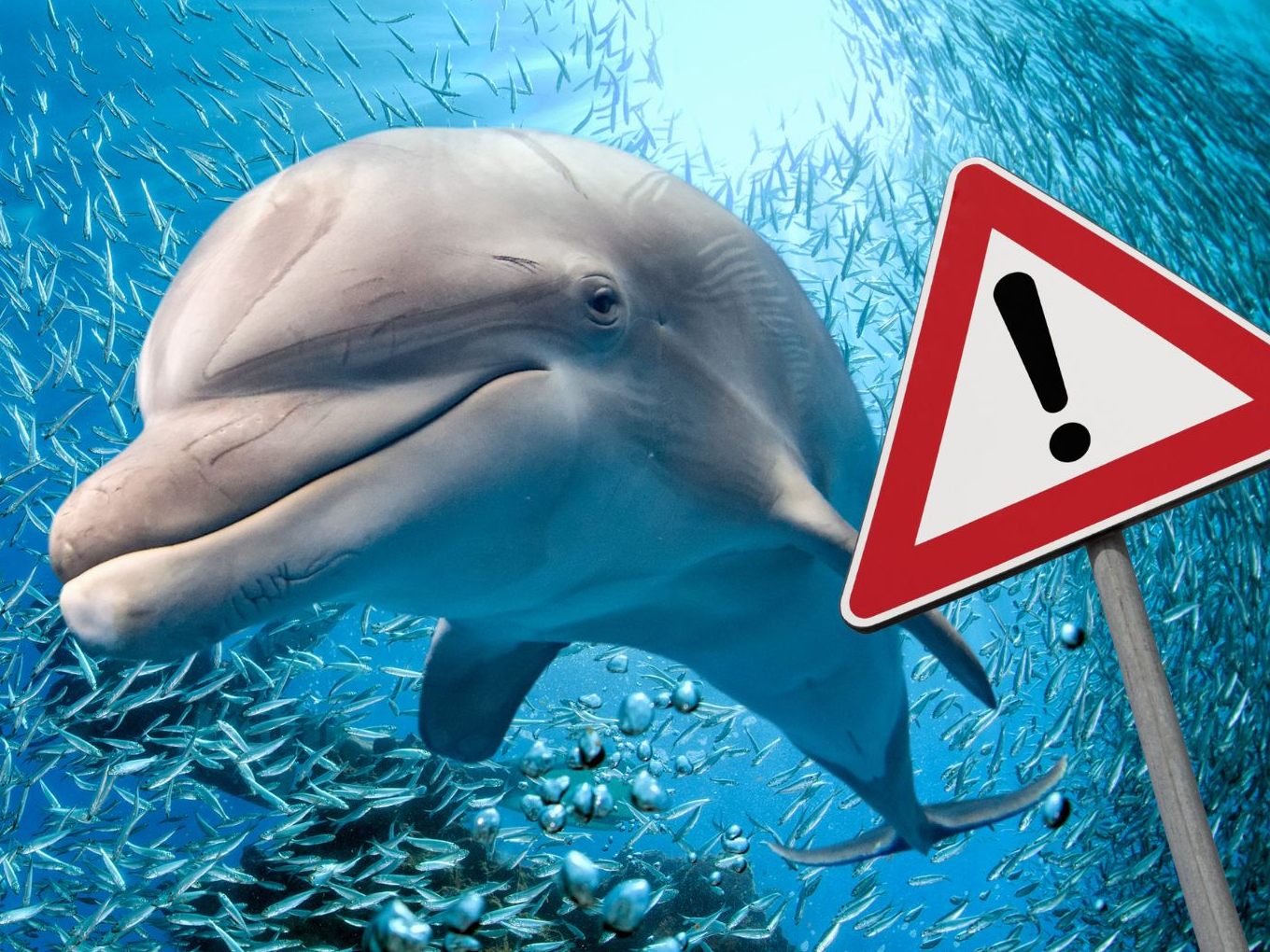 In Japan soll es vermehrt zu Delfinangriffen kommen.