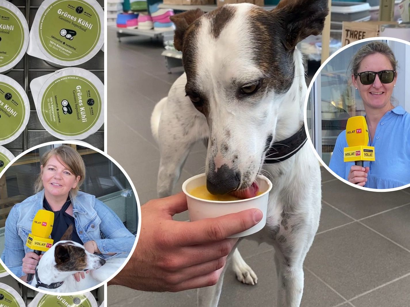 Wer jetzt ein eigenes Eis für Hunde entwickelt hat.