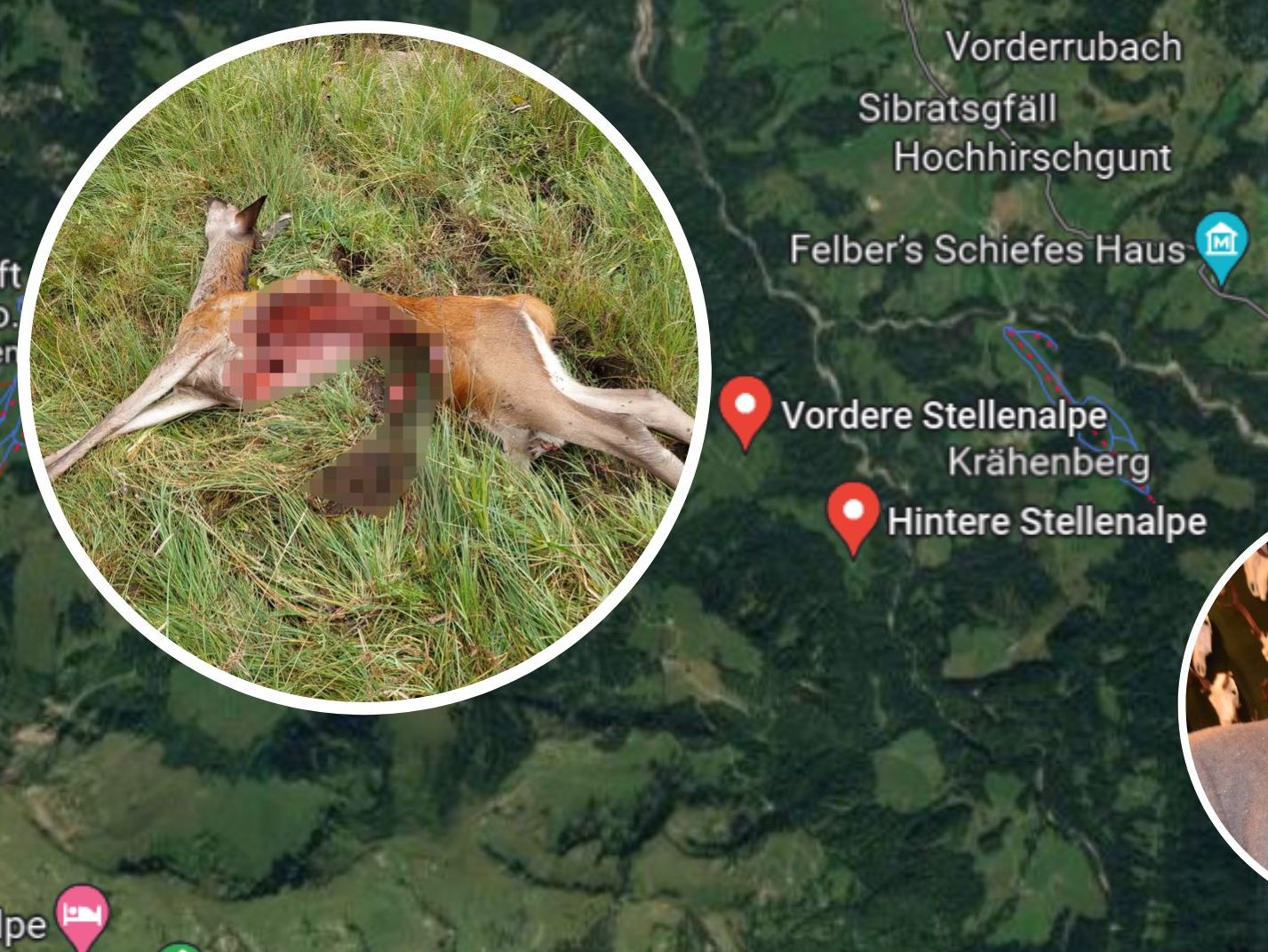 Ein Wolf riss vermutlich ein Tier in den Egger Alpen.