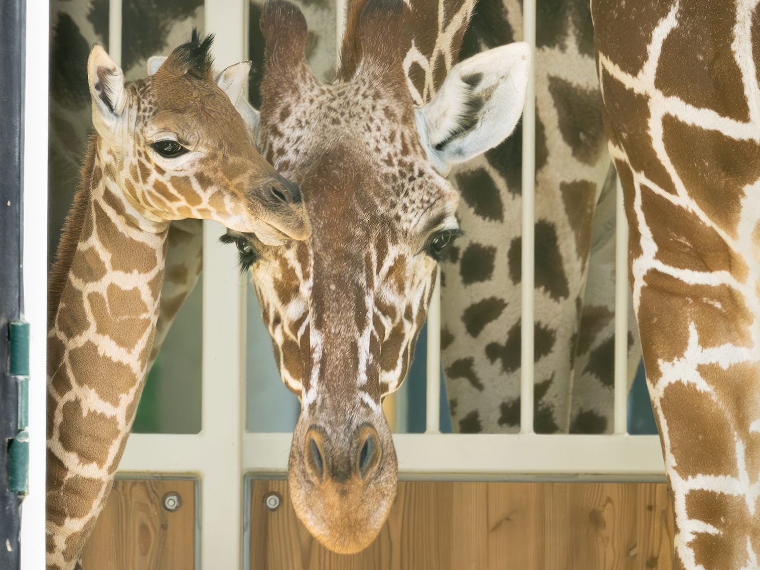 Giraffen-Nachwuchs im Wiener Tiergarten Schönbrunn.