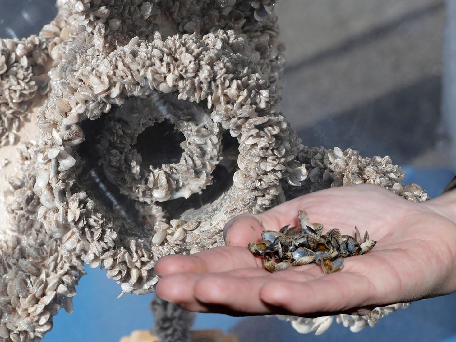Die invasive Muschel hat längst den Bodensee für sich in Beschlag genommen.