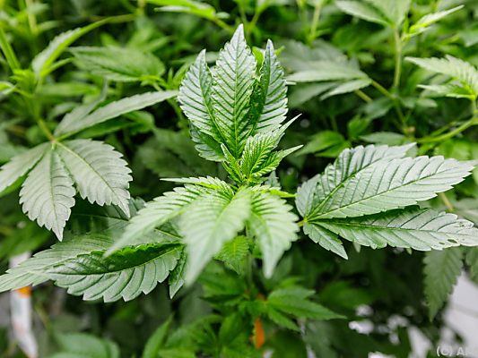 Über Cannabis-Crowdgrowing soll der Betrug gelaufen sein