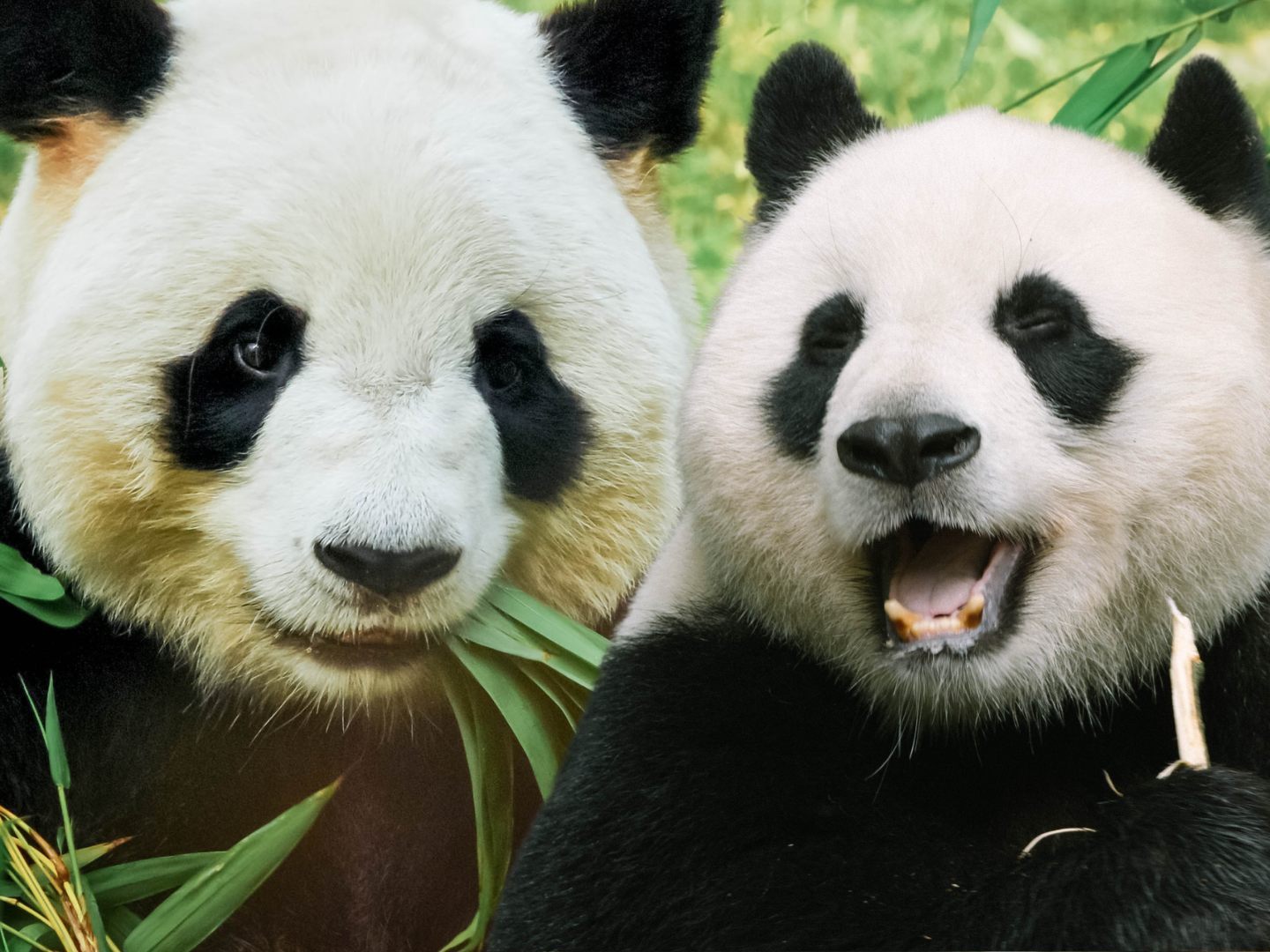 Der Riesenpanda kommt ursprünglich aus China.