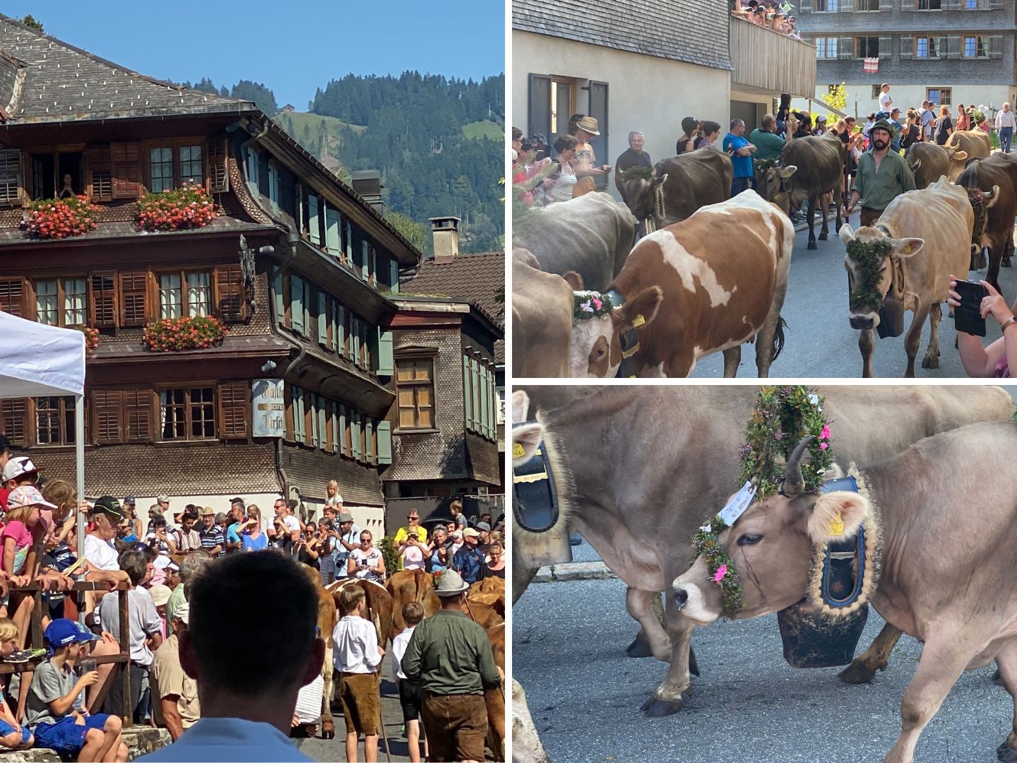 Der Alptag ist Tradition in Schwarzenberg. Kühe und Älpler kehren zurück ins Tal.