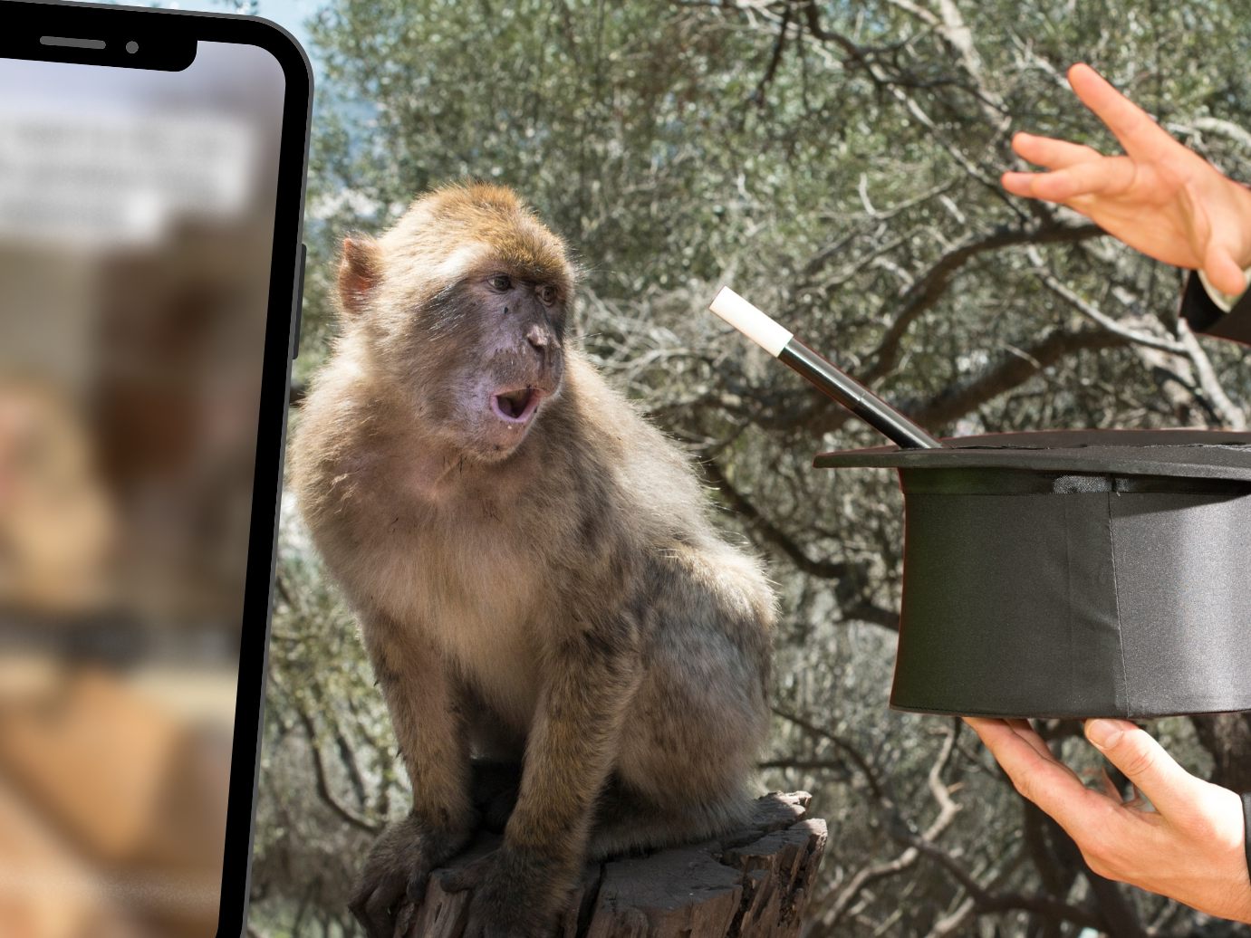 Affe nach Zaubertrick völlig aus dem Häuschen