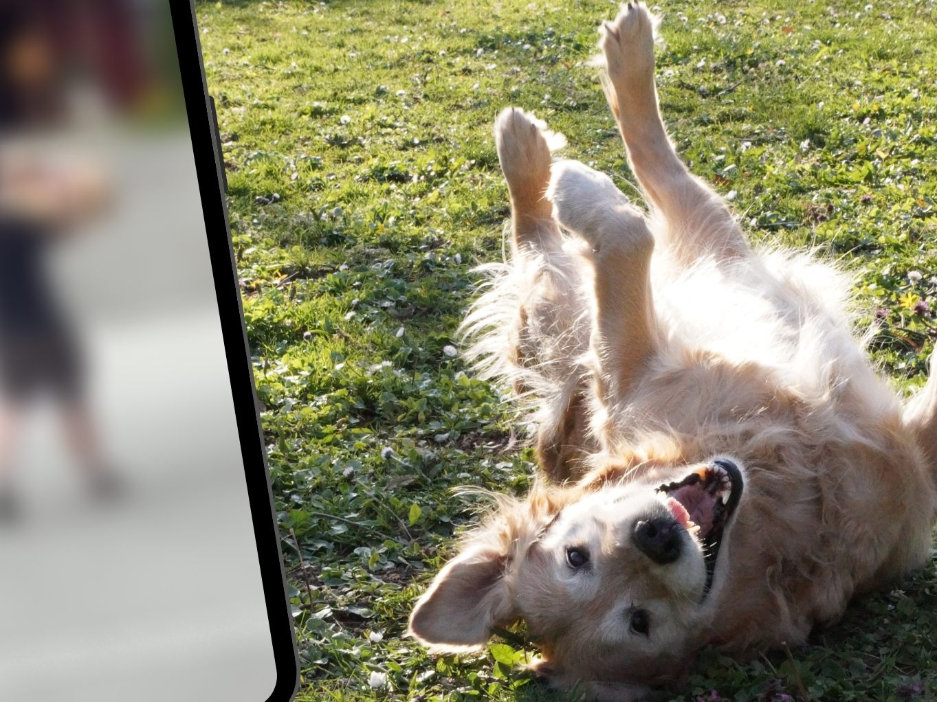 Golden Retriever auf TikTok