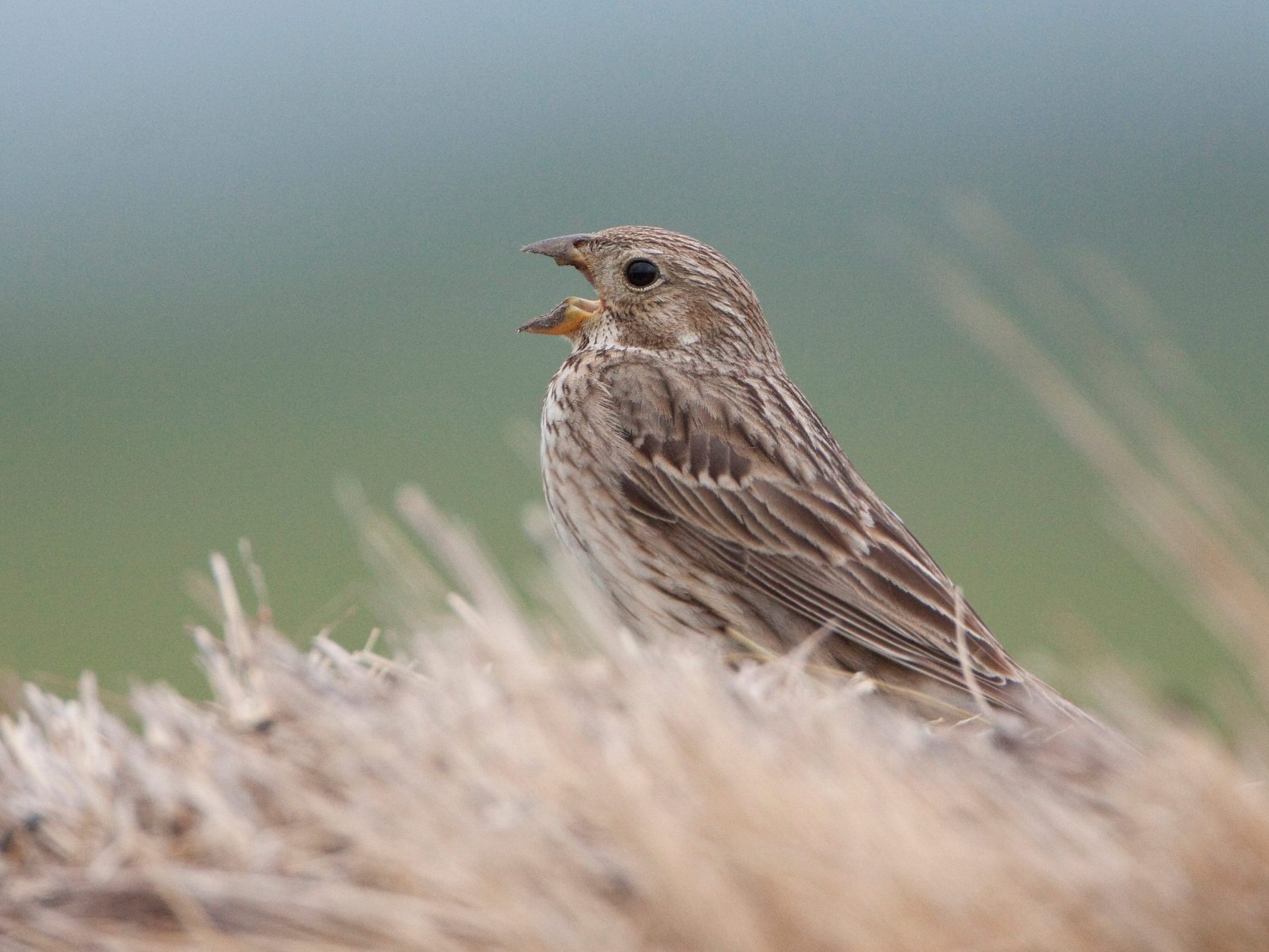 Die Grauhammer ist Österreichs Vogel des Jahres.