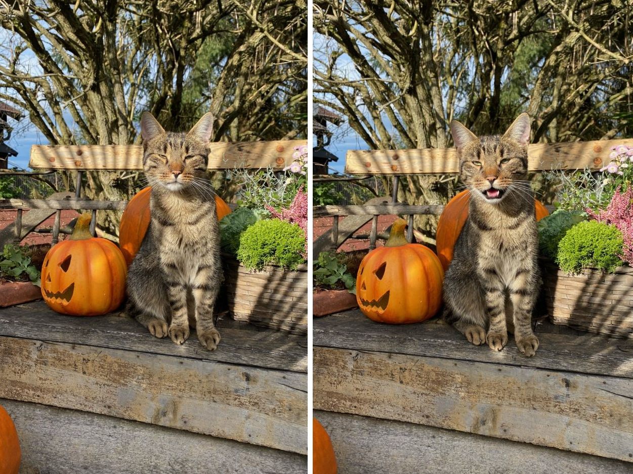 Halloween ist nicht für die Katz´.