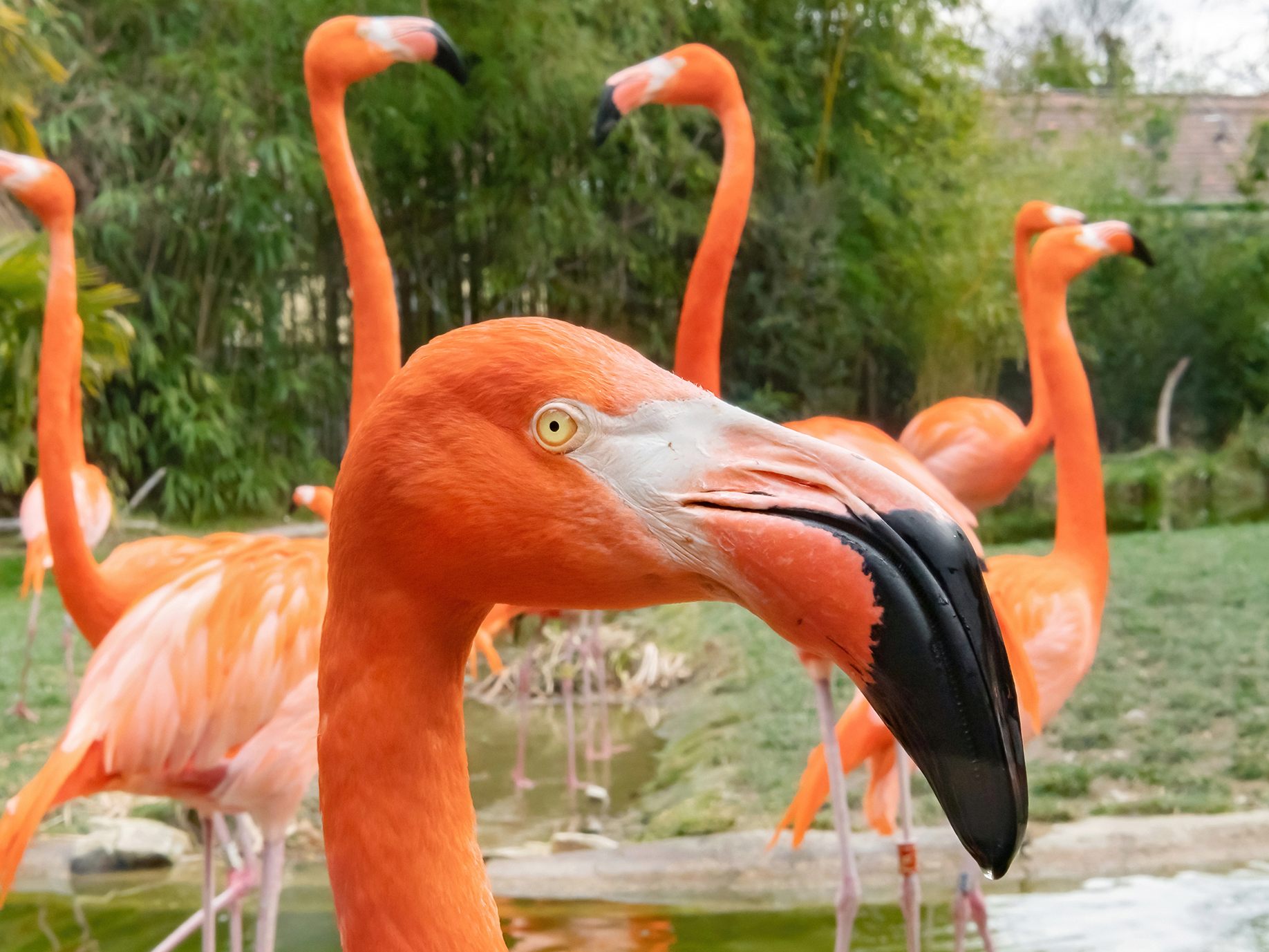 Eine Panne führte zum Fuchsriss - Pflegekraft vergaß, Flamingos in das Innengehege zu holen.